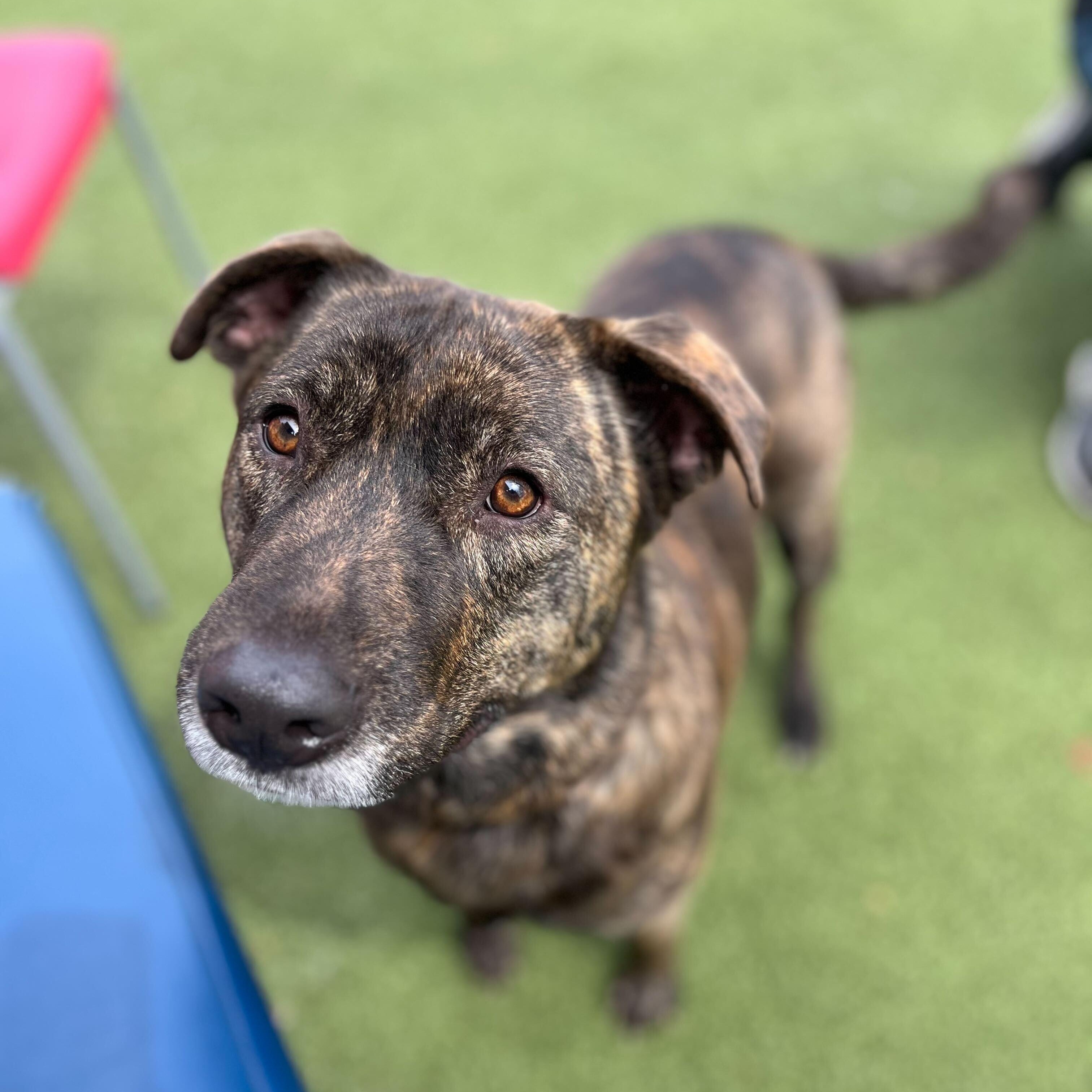 Enlarge Daletta, a ADOPTABLE Mixed Breed in New Bedford, MA image 2/3