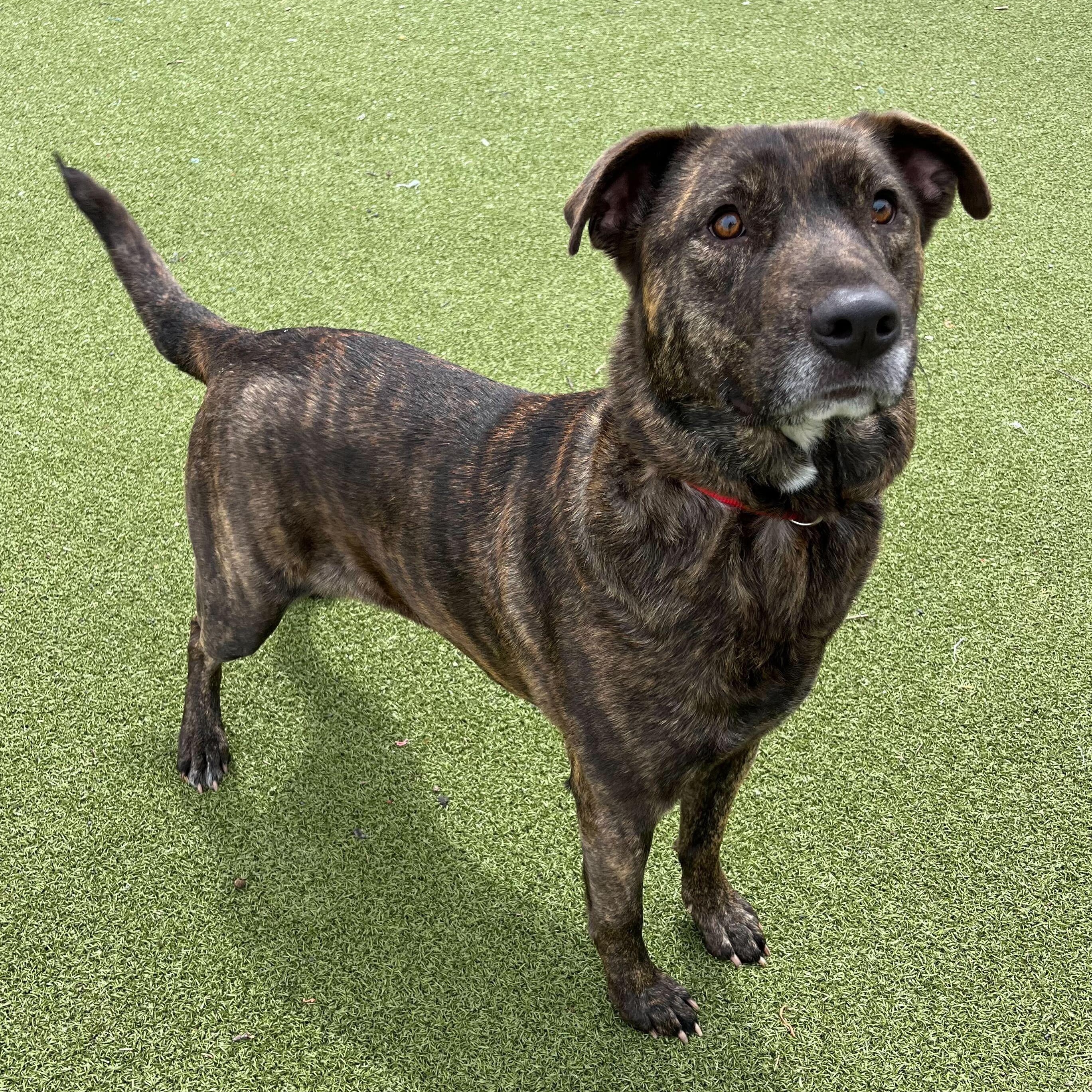 Enlarge Daletta, a ADOPTABLE Mixed Breed in New Bedford, MA image 1/3