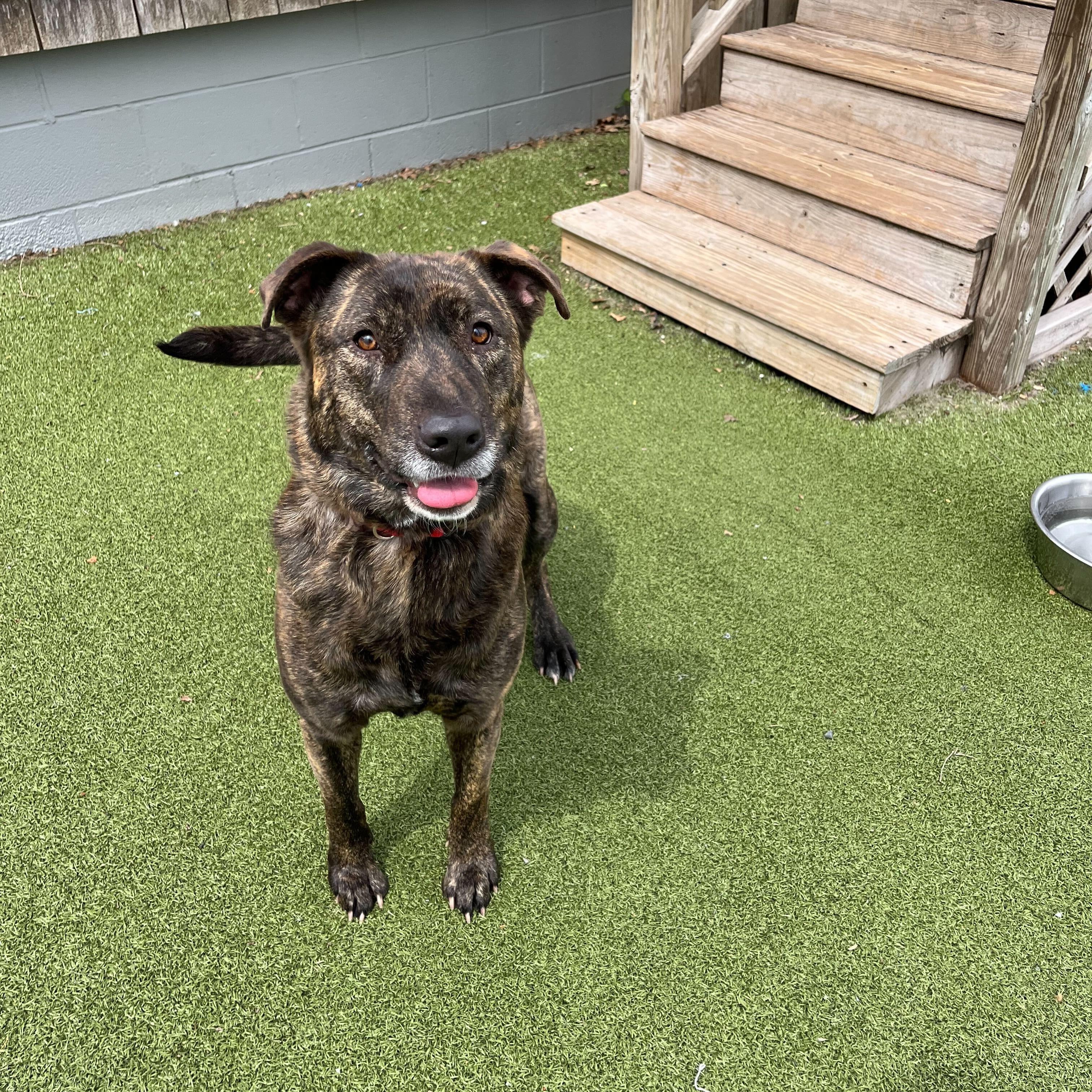 Enlarge Daletta, a ADOPTABLE Mixed Breed in New Bedford, MA image 3/3