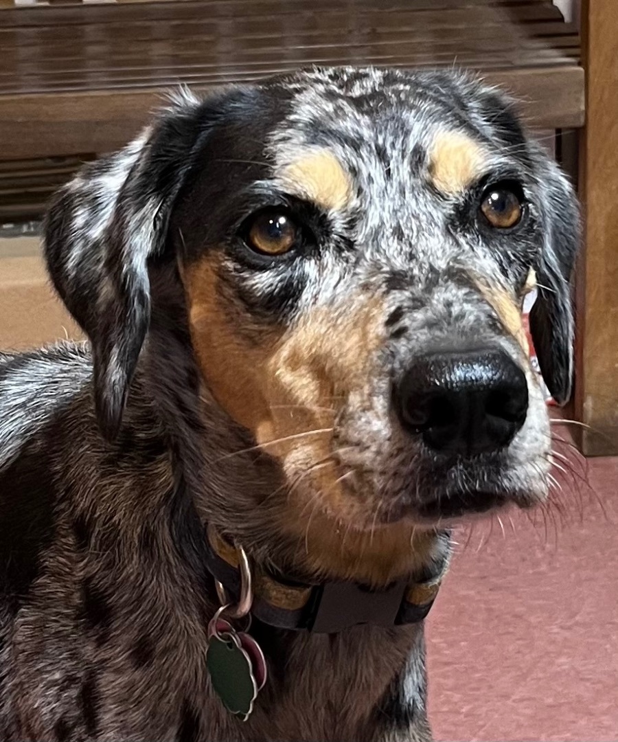 PIPER JJ-MASON MICHIGAN, Adopted, Adult Female Catahoula Leopard Dog.