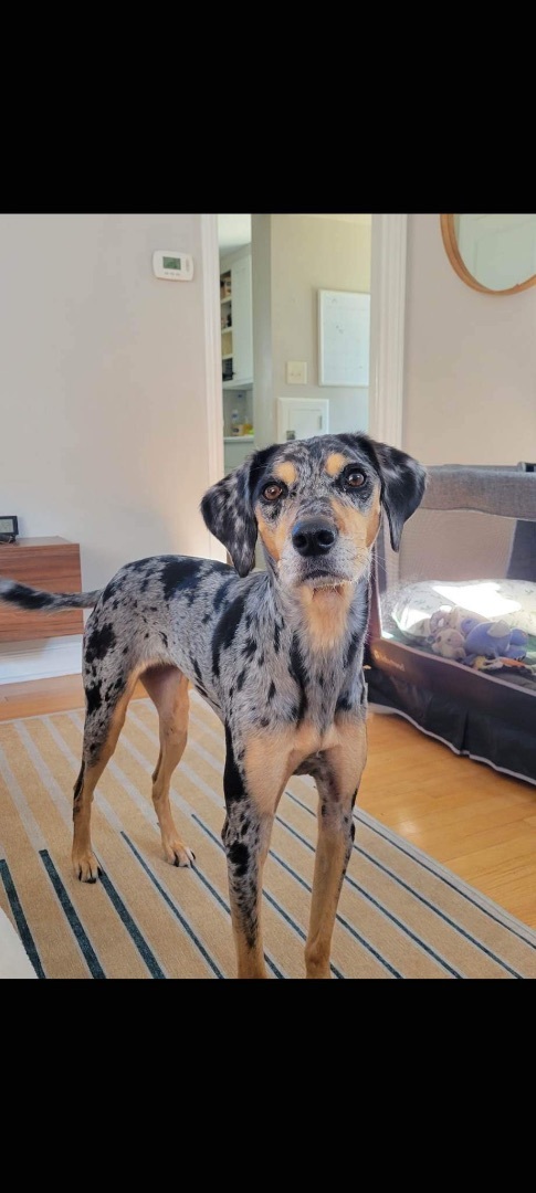 Enlarge PIPER JJ-MASON MICHIGAN, a Adopted mixed breed in MASON, MI image 2/5