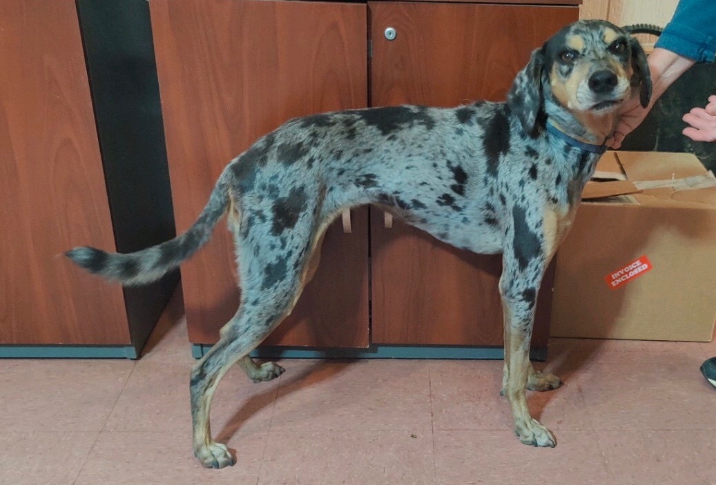 Enlarge PIPER JJ-MASON MICHIGAN, a Adopted mixed breed in MASON, MI image 4/5