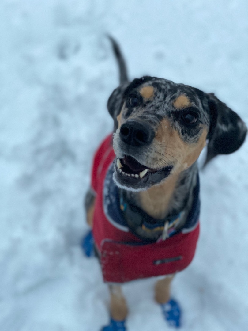 Enlarge PIPER JJ-MASON MICHIGAN, a Adopted mixed breed in MASON, MI image 5/5