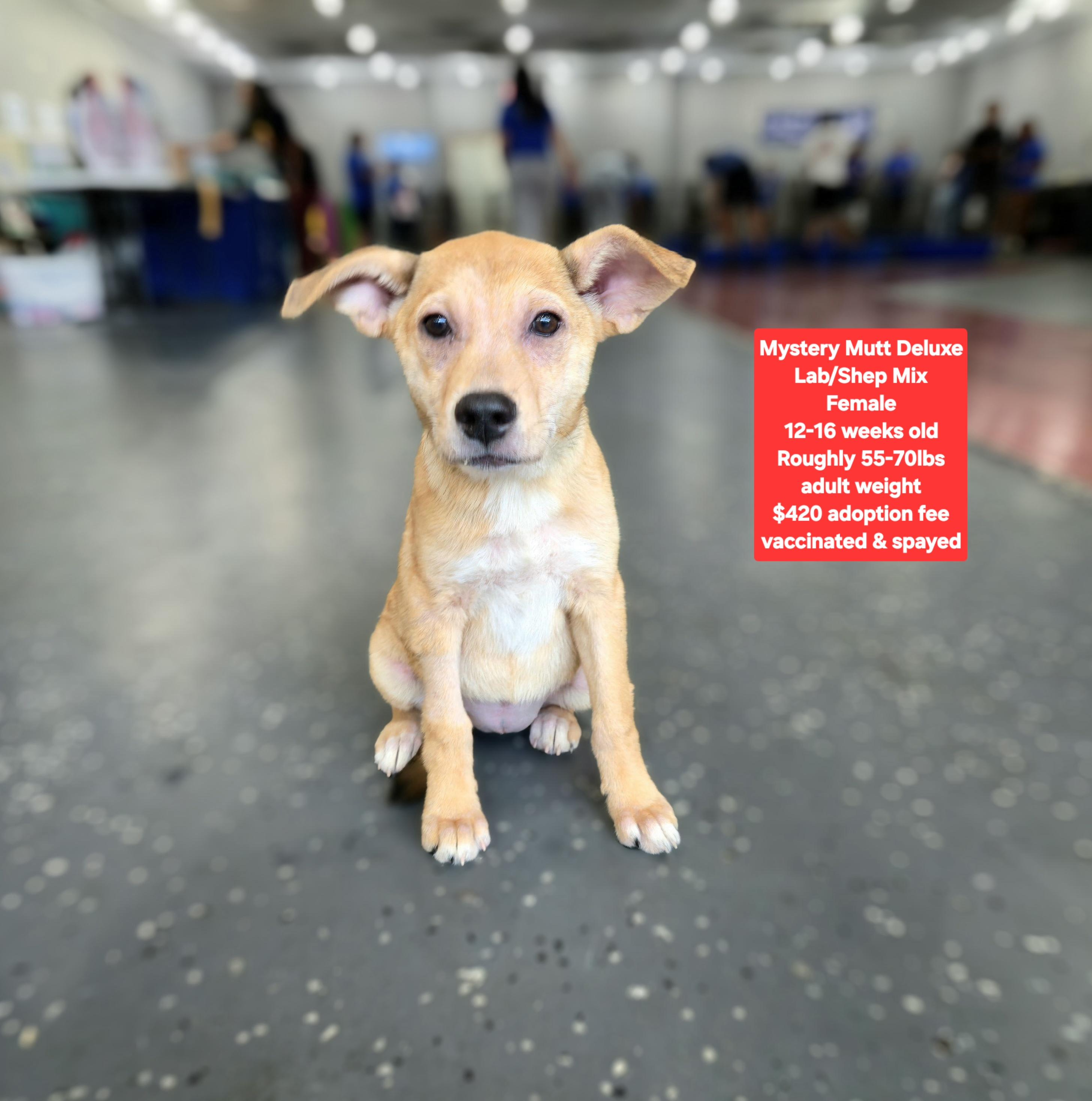 Mystery Mutt Deluxe, adoptable, Puppy Female Labrador Retriever.