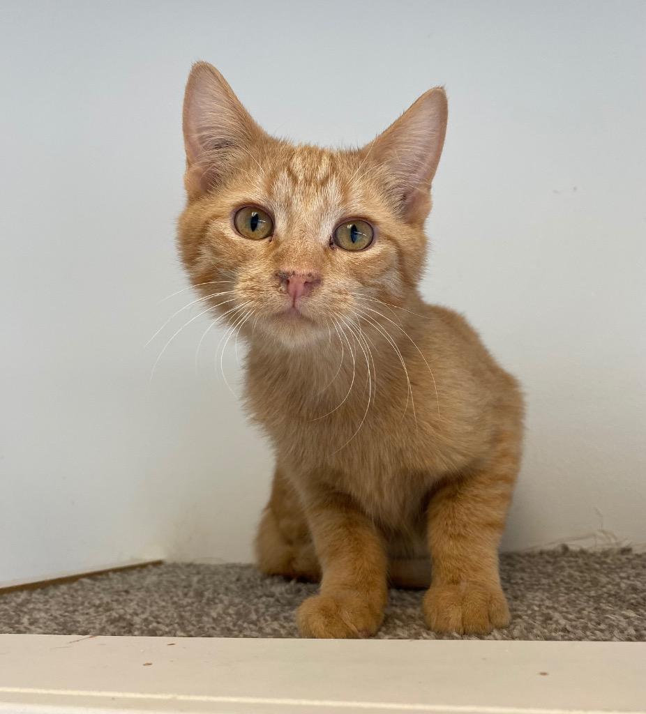 Enlarge Hot Toddy / Gingerbread Latte, a Adoptable mixed breed in Winnipeg, MB image 1/4