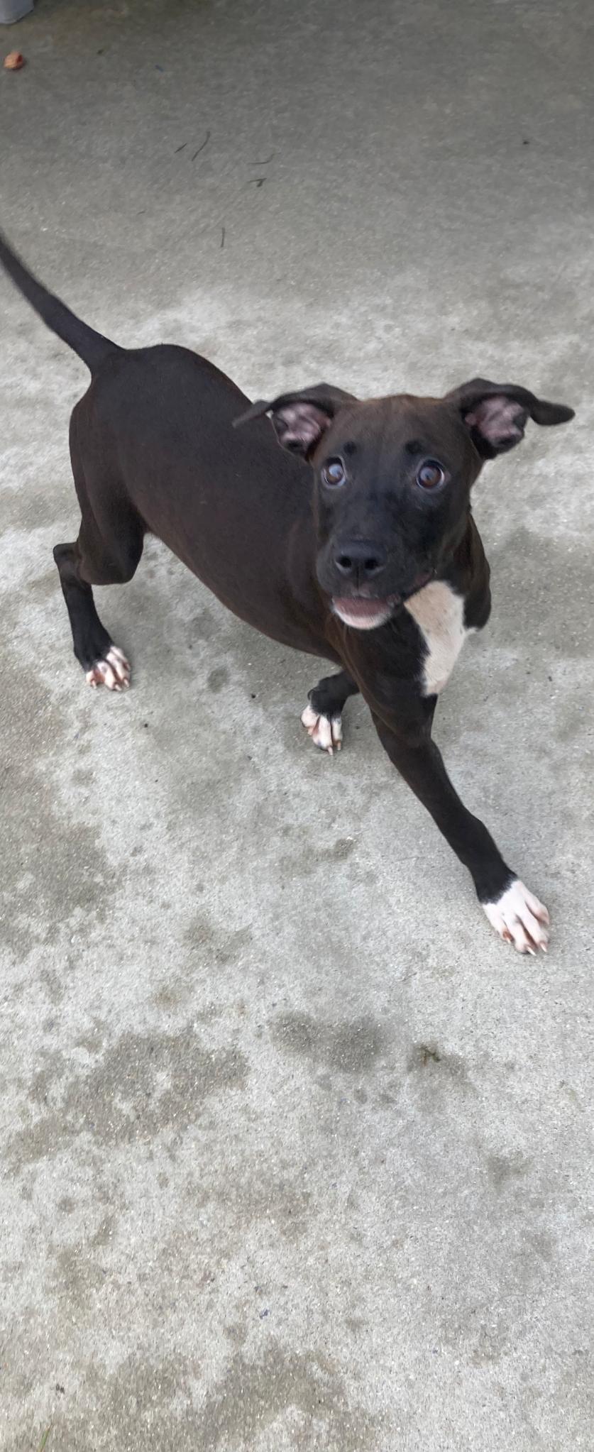 Sparks, Adoptable, Puppy Female Labrador Retriever.