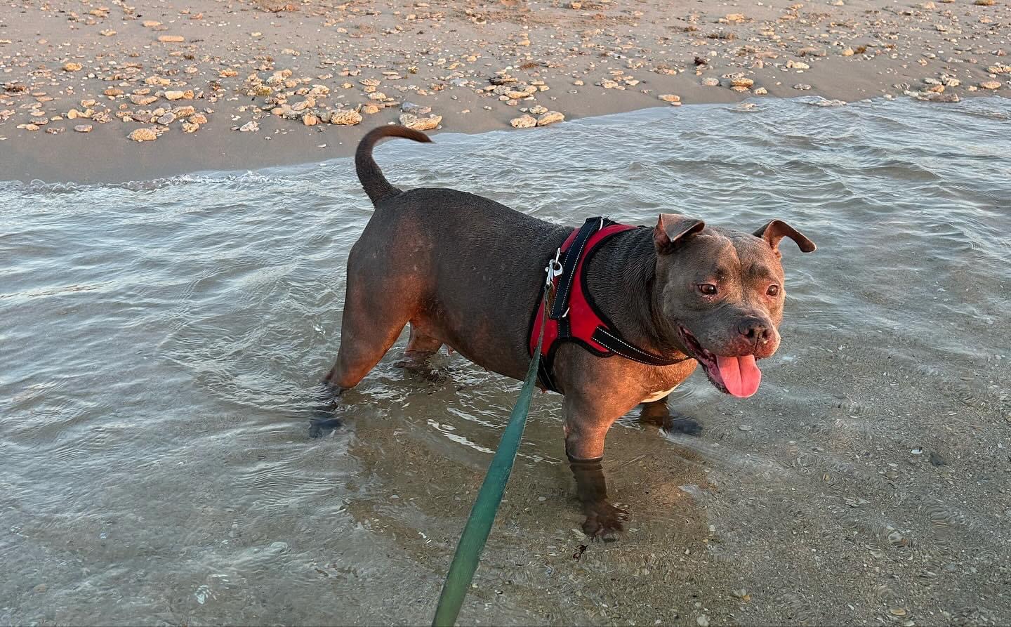 Hippo, a Adoptable American Staffordshire Terrier in Fort Lauderdale, FL image 1/9