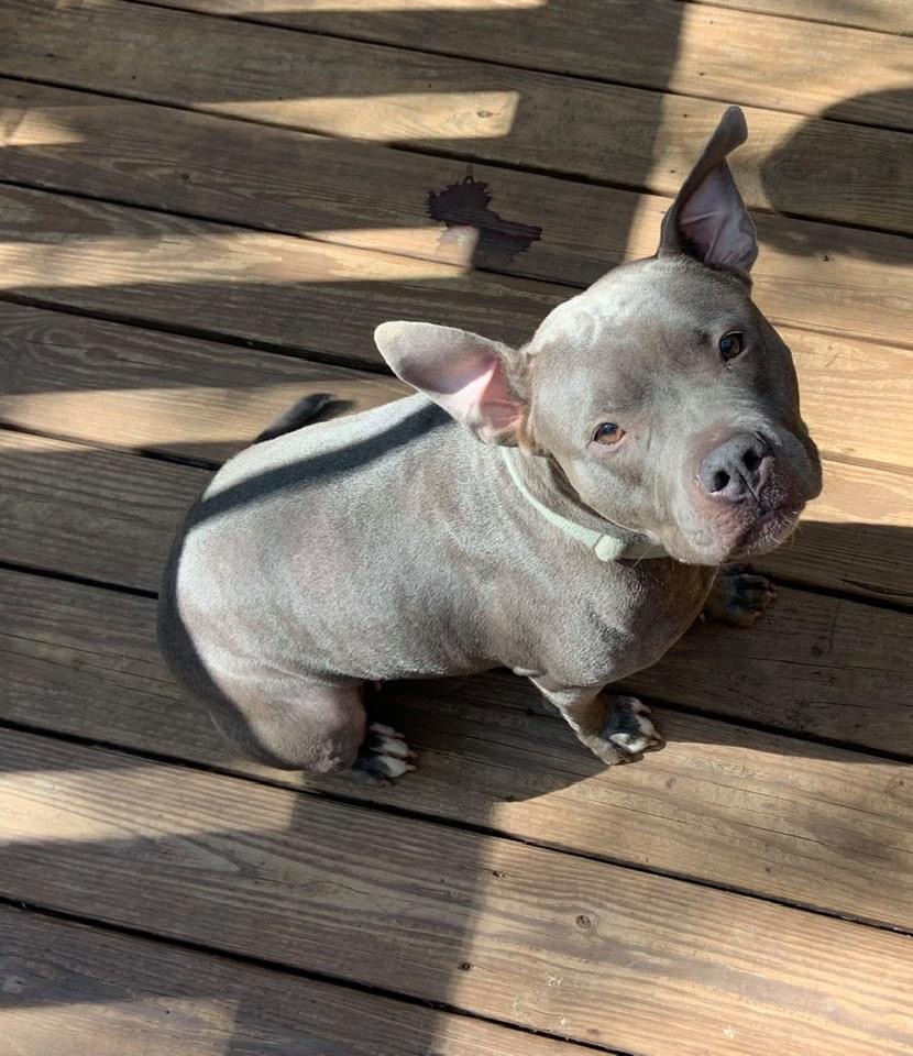 Hippo, a Adoptable American Staffordshire Terrier in Fort Lauderdale, FL image 2/9