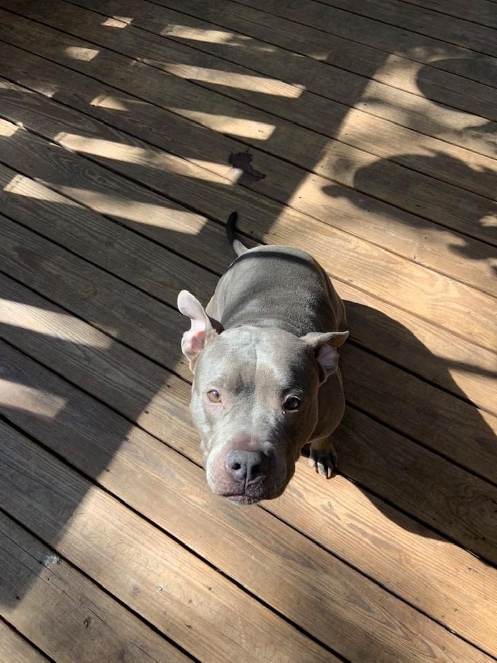 Hippo, a Adoptable American Staffordshire Terrier in Fort Lauderdale, FL image 3/9