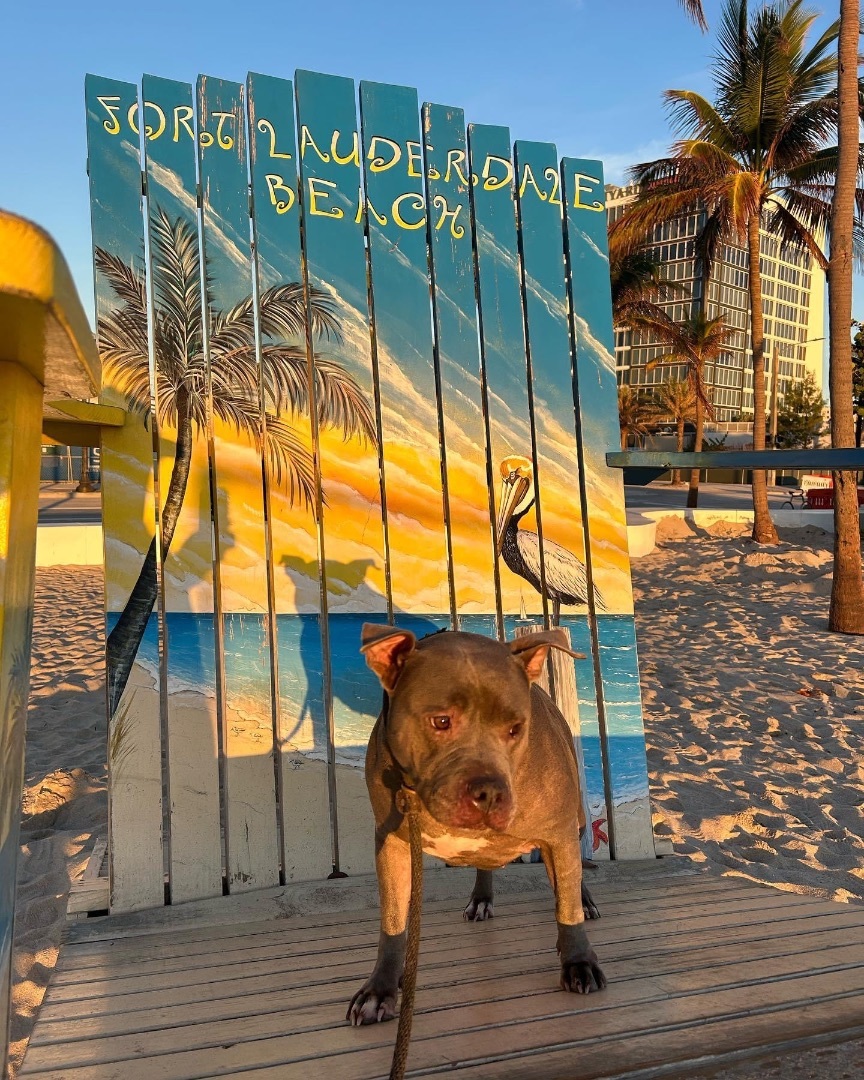 Hippo, a Adoptable American Staffordshire Terrier in Fort Lauderdale, FL image 4/9