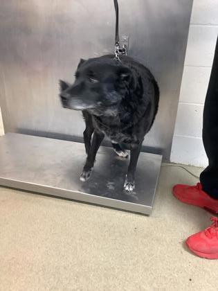 Buddy — thumbnail 2