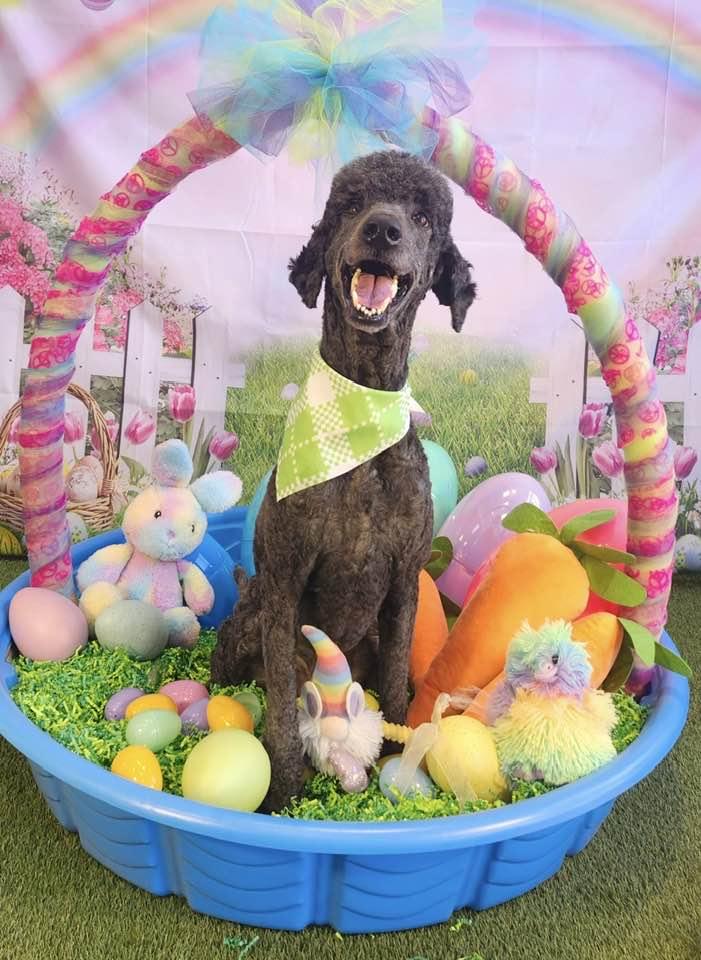 DJ, Adoptable, Adult Male Standard Poodle.