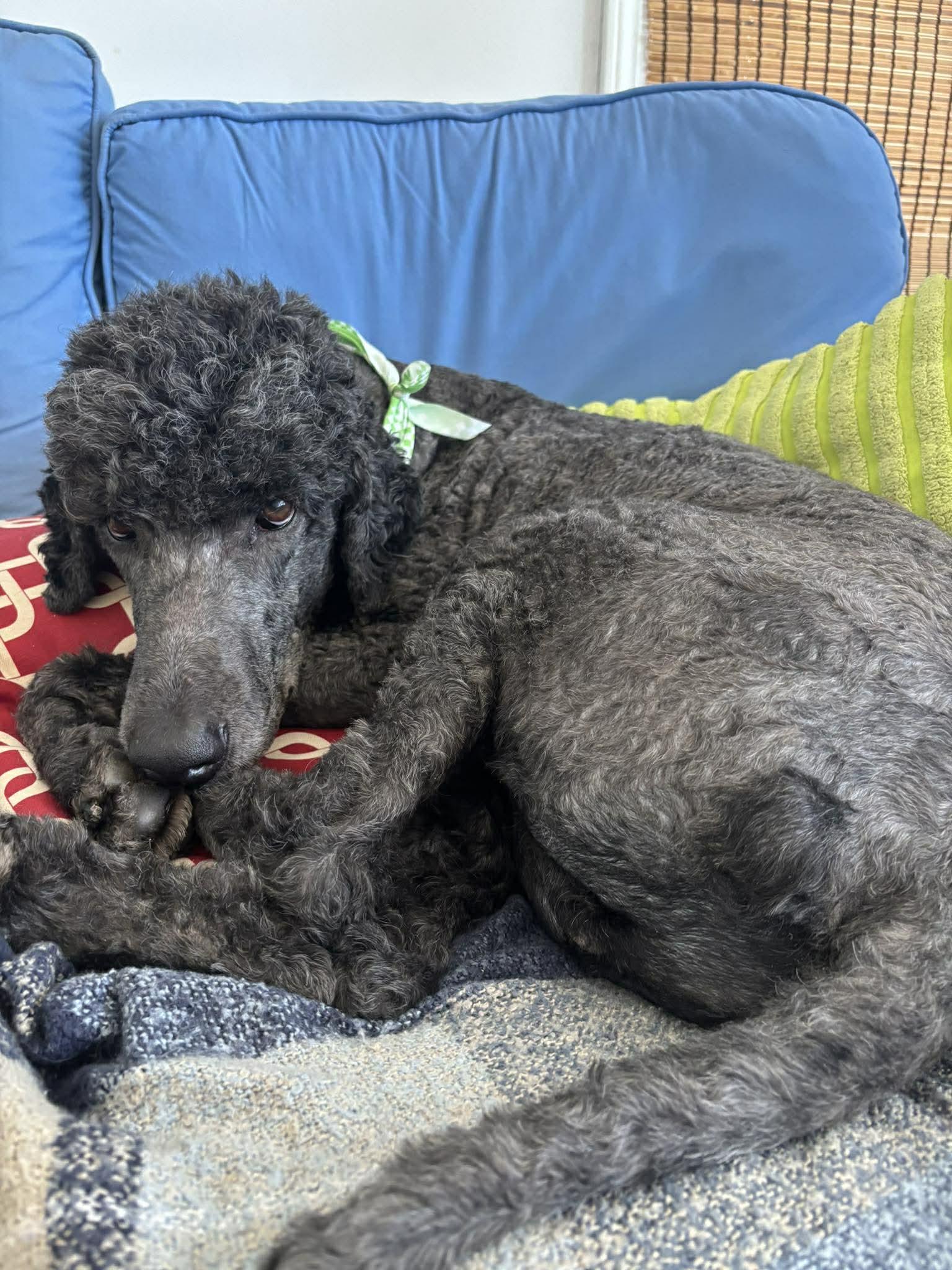 DJ, a Adoptable Standard Poodle in Lee's Summit, MO image 2/3