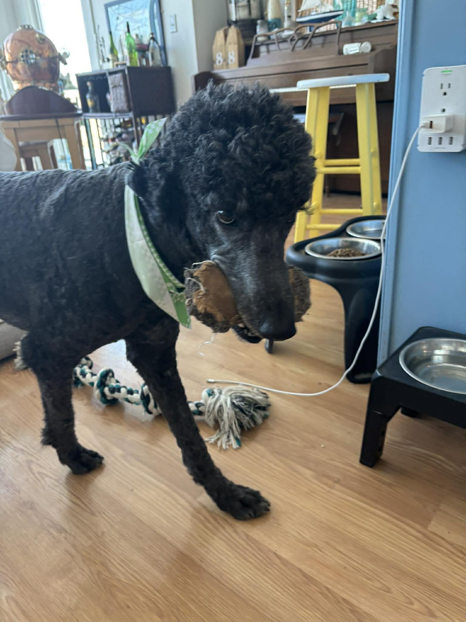 DJ, a Adoptable Standard Poodle in Lee's Summit, MO image 3/3