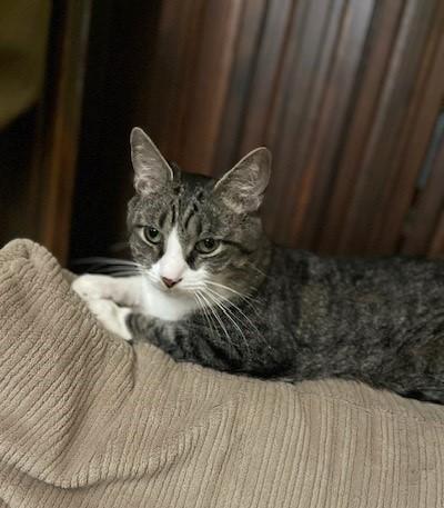 Enlarge Oskar, a Adoptable Domestic Short Hair in Boiling Springs, PA image 2/5