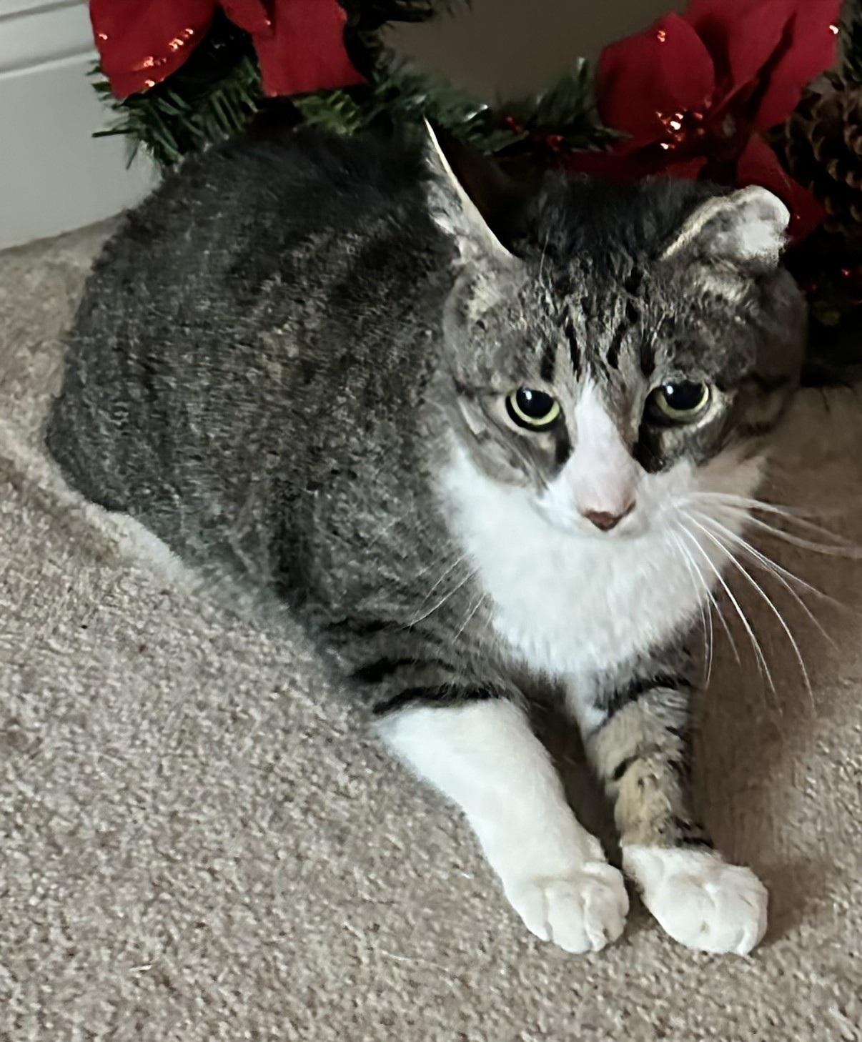 Enlarge Oskar, a Adoptable Domestic Short Hair in Boiling Springs, PA image 1/5
