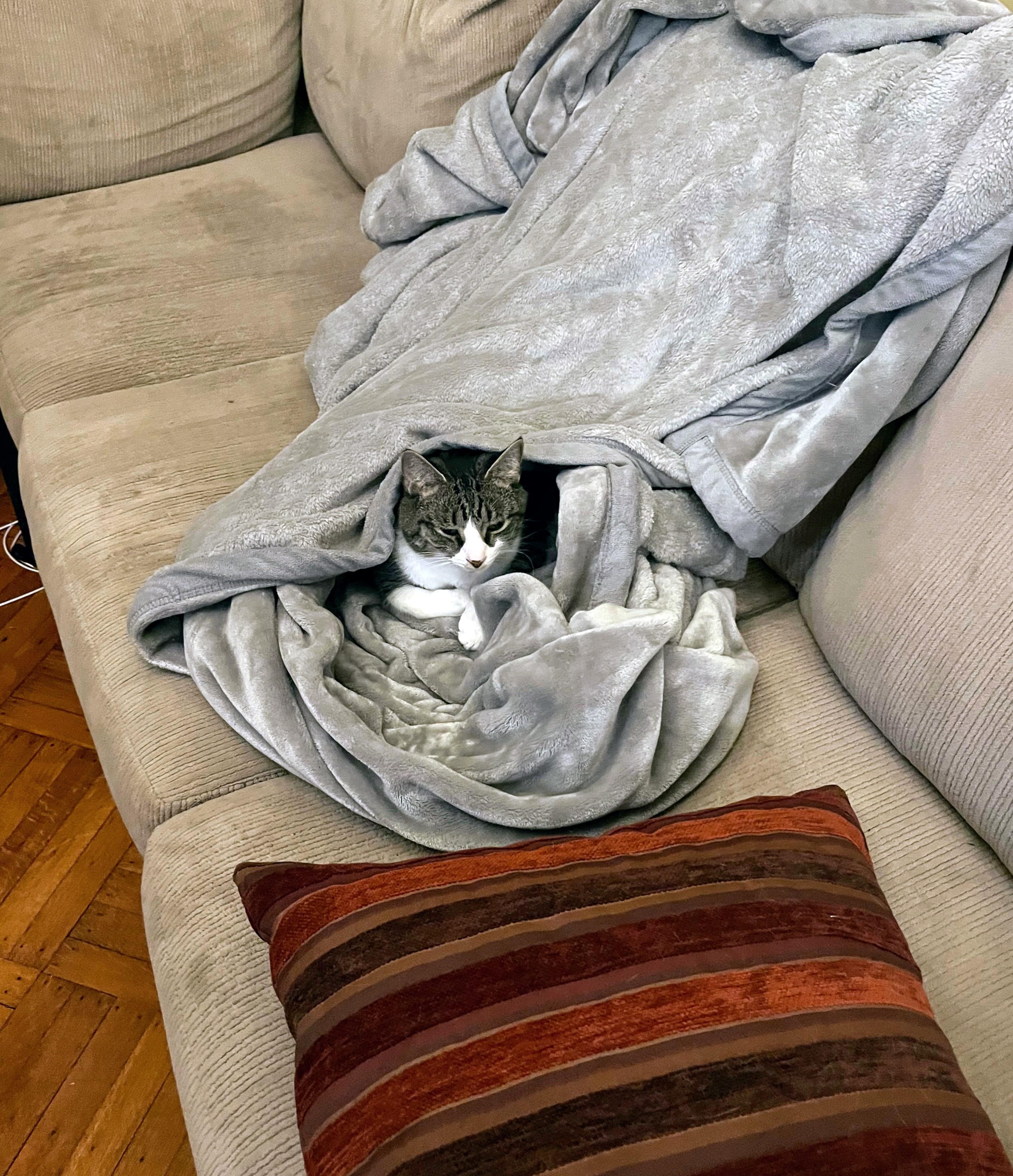 Enlarge Oskar, a Adoptable Domestic Short Hair in Boiling Springs, PA image 3/5