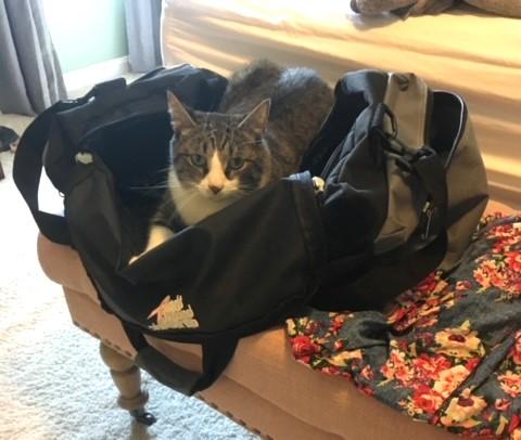 Enlarge Oskar, a Adoptable Domestic Short Hair in Boiling Springs, PA image 4/5