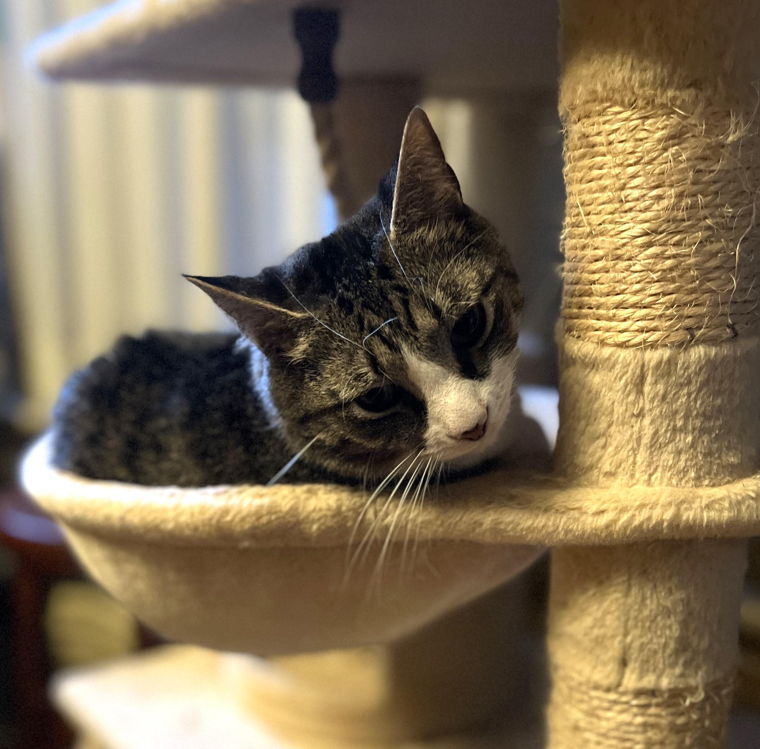 Enlarge Oskar, a Adoptable Domestic Short Hair in Boiling Springs, PA image 5/5