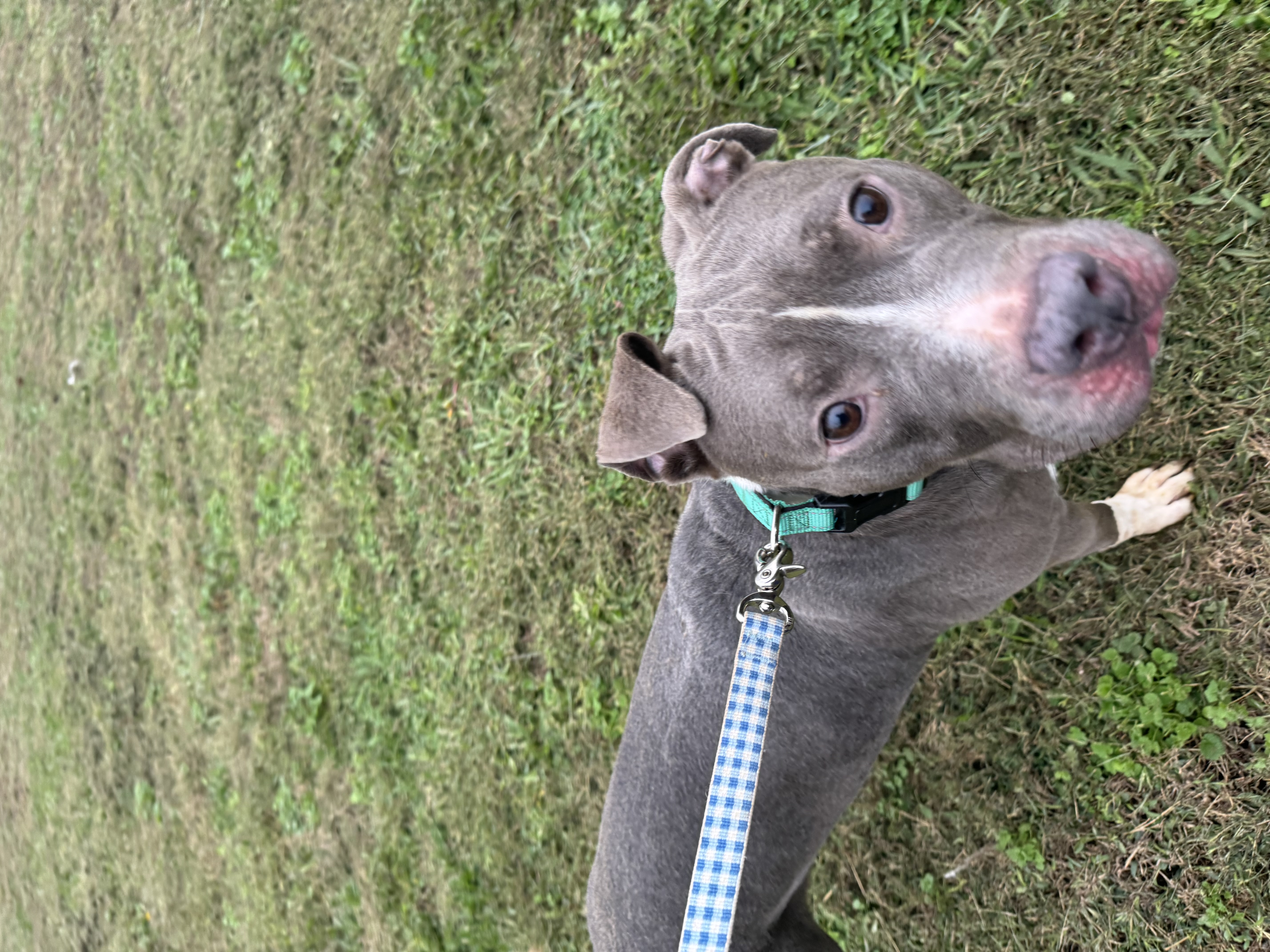 Norman, a Adoptable mixed breed in Charlotte, NC image 3/5