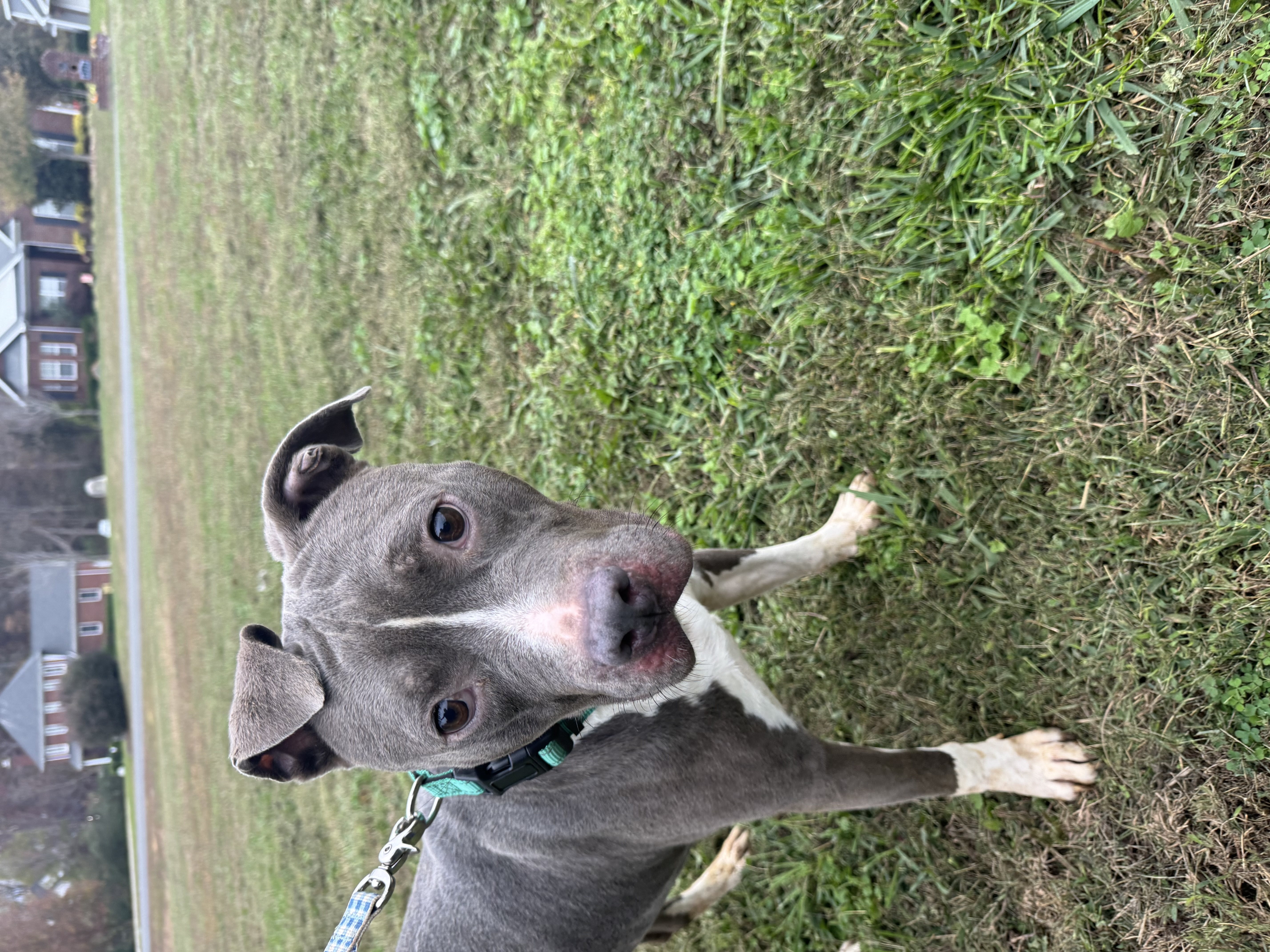 Norman, a Adoptable mixed breed in Charlotte, NC image 2/5
