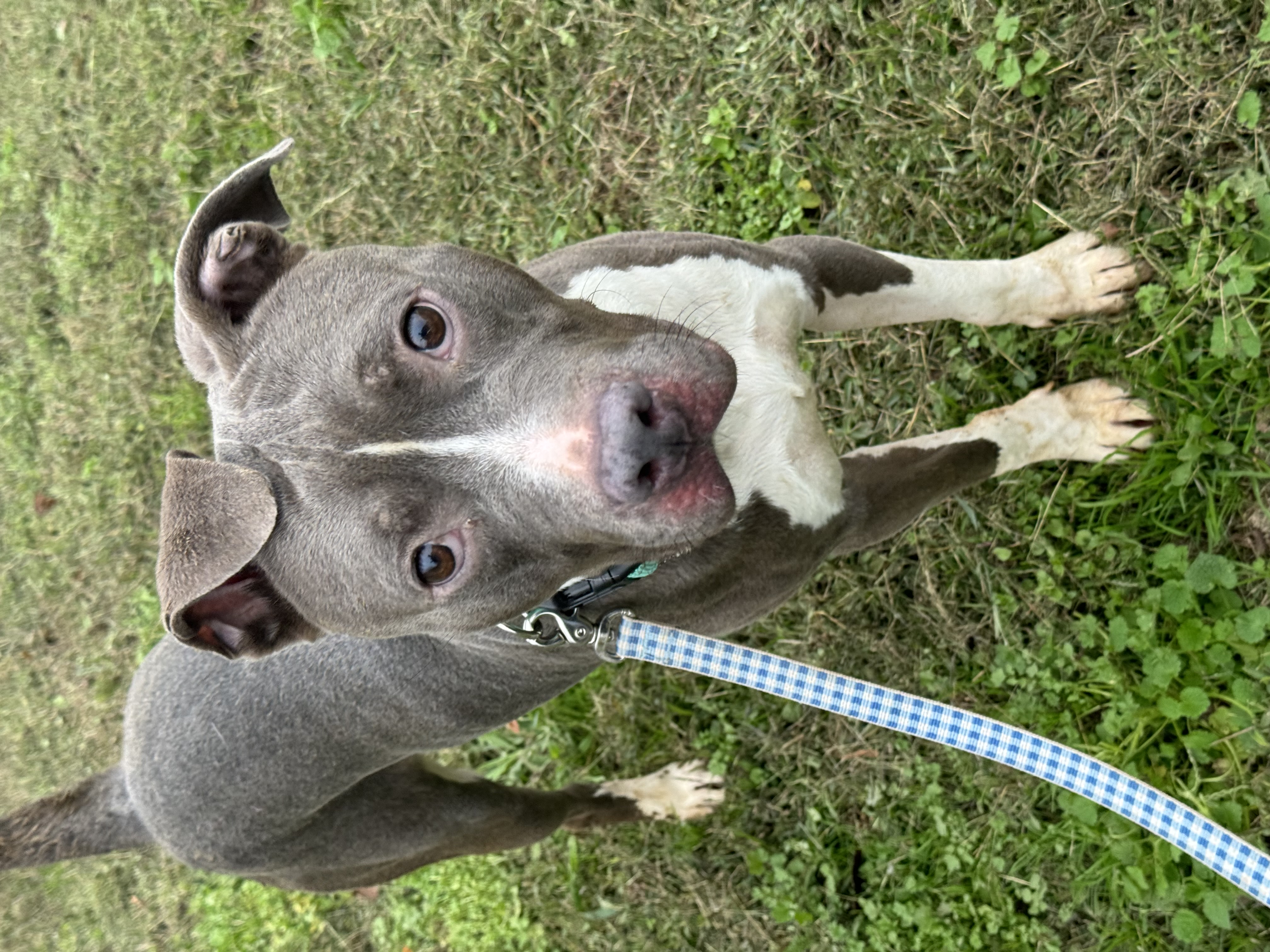 Norman, Adoptable, Young Male Pit Bull Terrier.