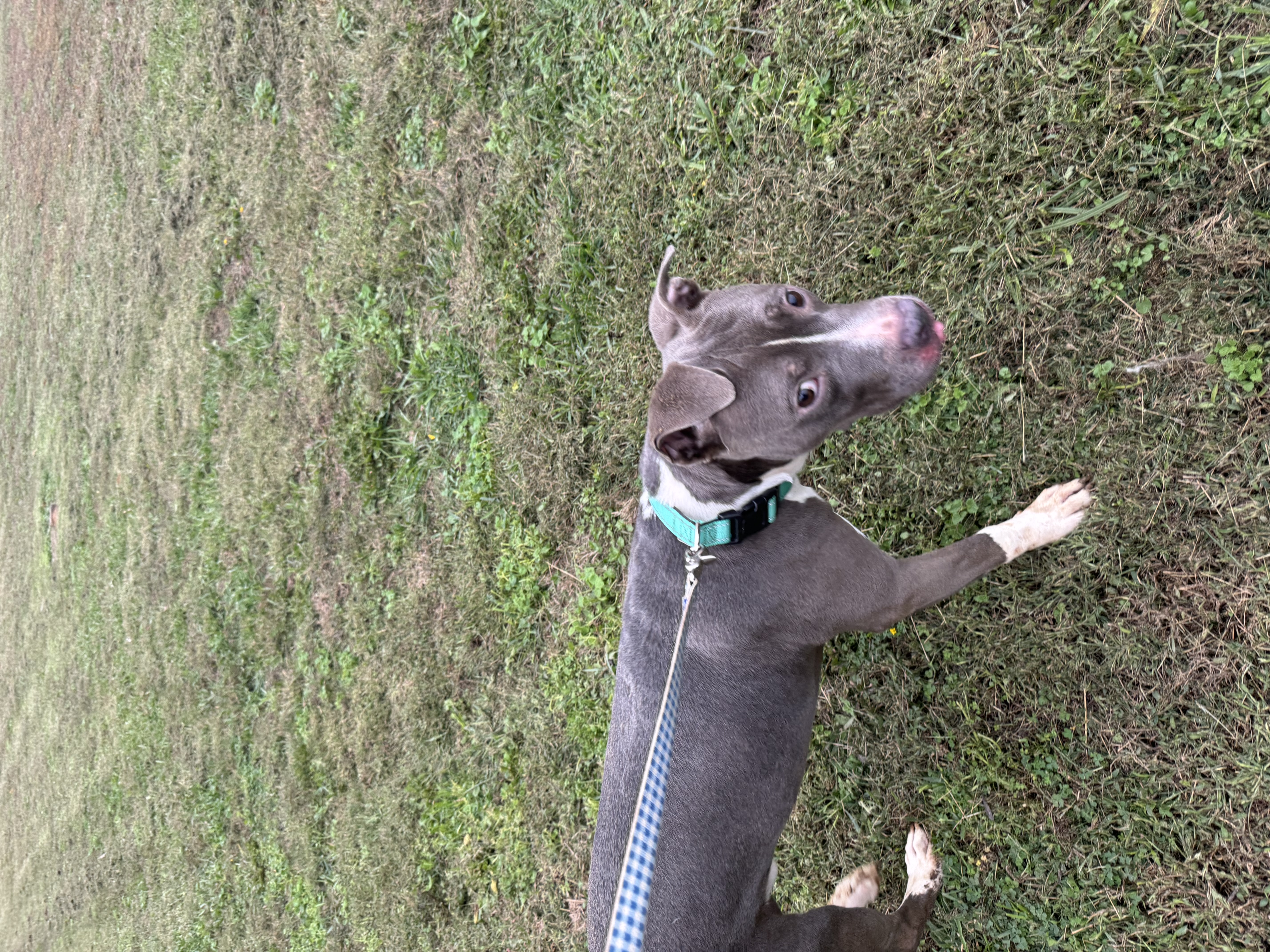 Norman, a Adoptable mixed breed in Charlotte, NC image 4/5