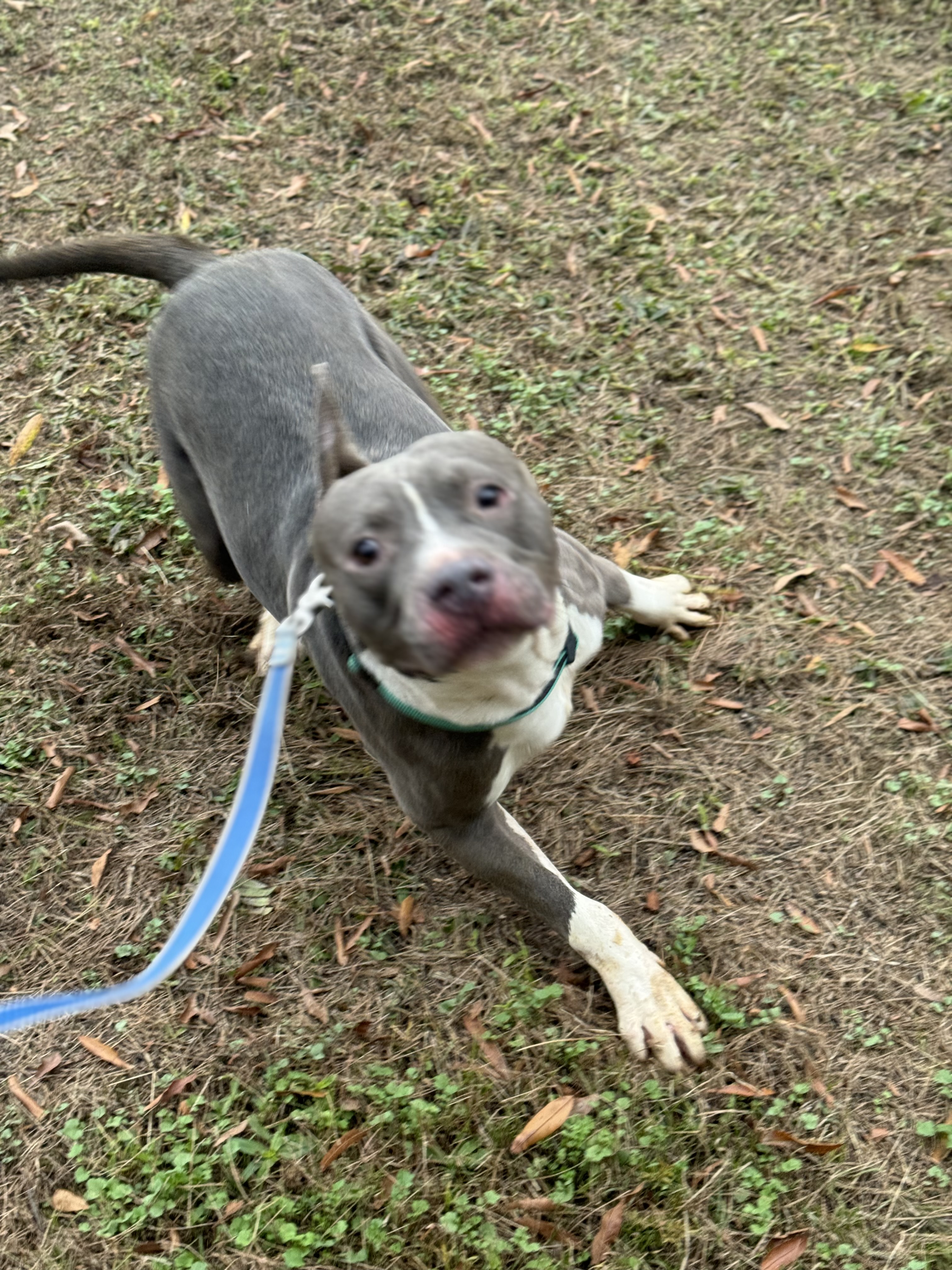 Norman, a Adoptable mixed breed in Charlotte, NC image 5/5