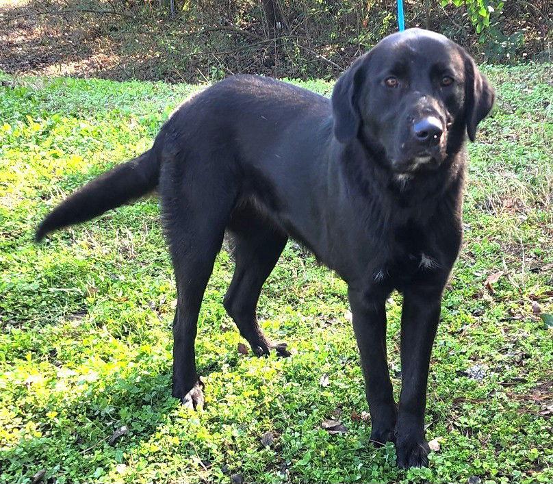 251918  Chanel, Adopted, Adult Female Labrador Retriever.