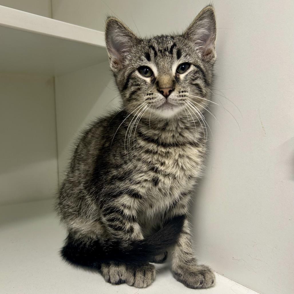 Tony, Adoptable, Kitten Male Domestic Short Hair.
