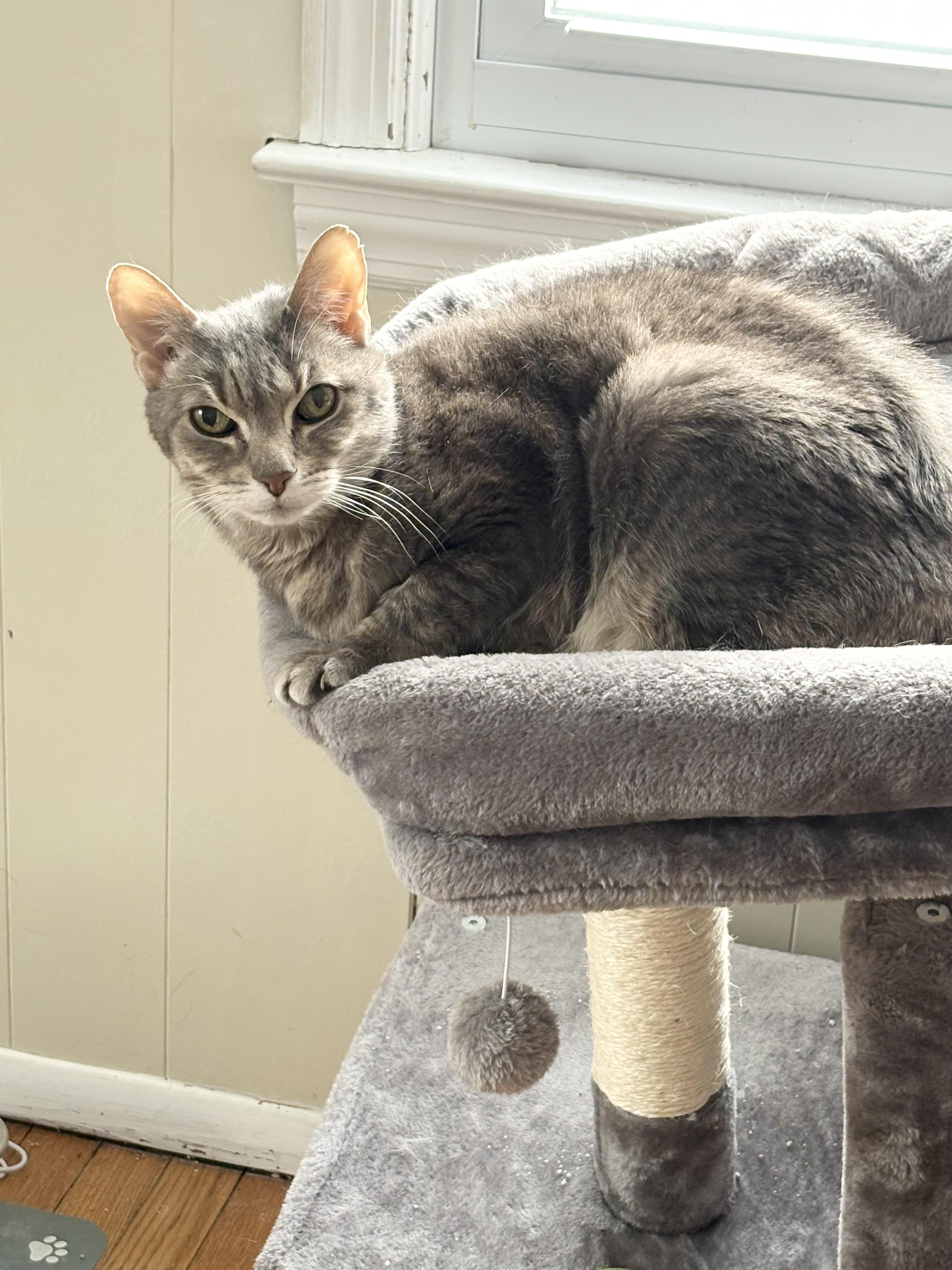 Enlarge Bingo, a ADOPTABLE Domestic Short Hair in New York, NY image 5/6