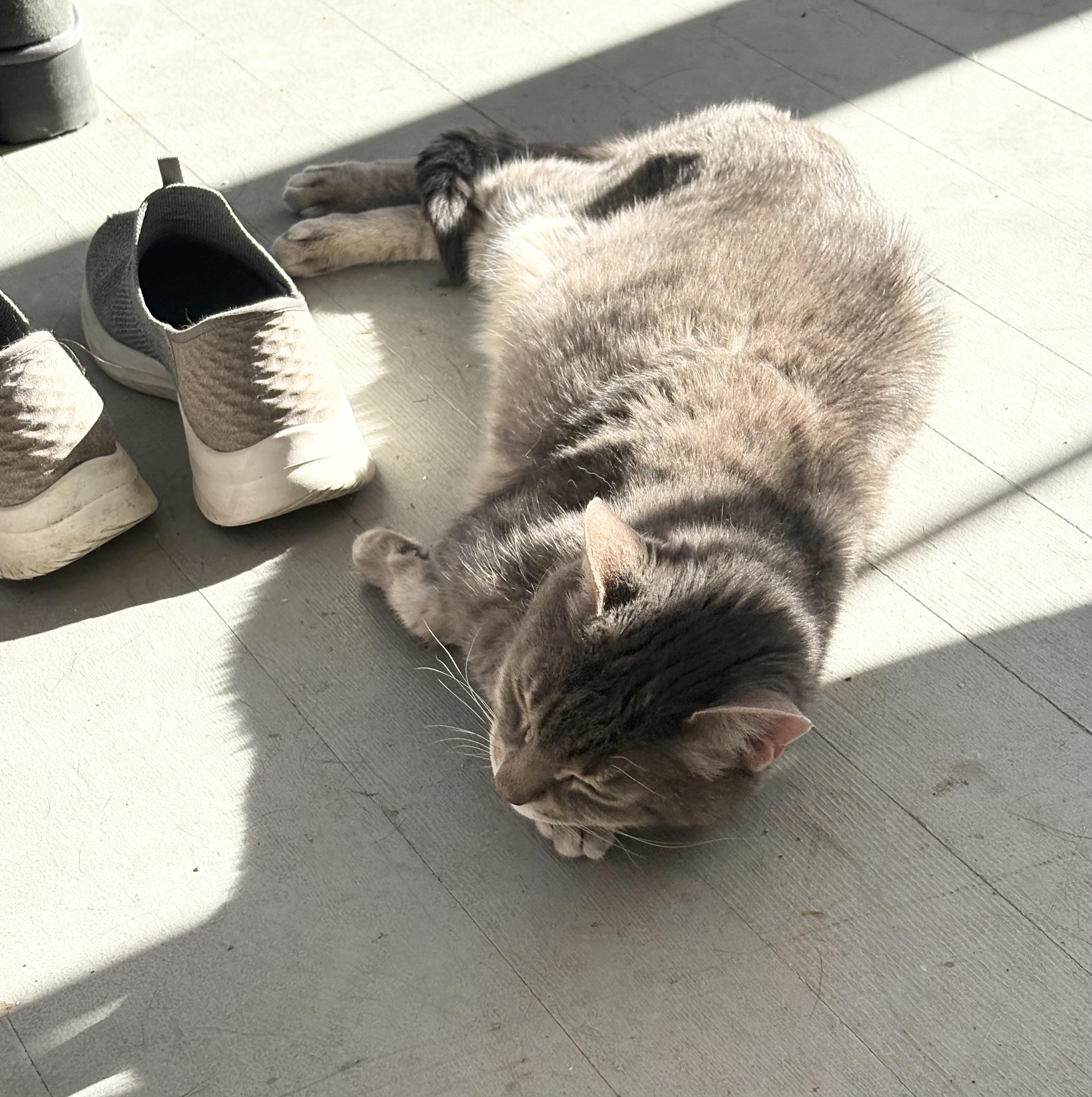 Enlarge Bingo, a ADOPTABLE Domestic Short Hair in New York, NY image 4/6