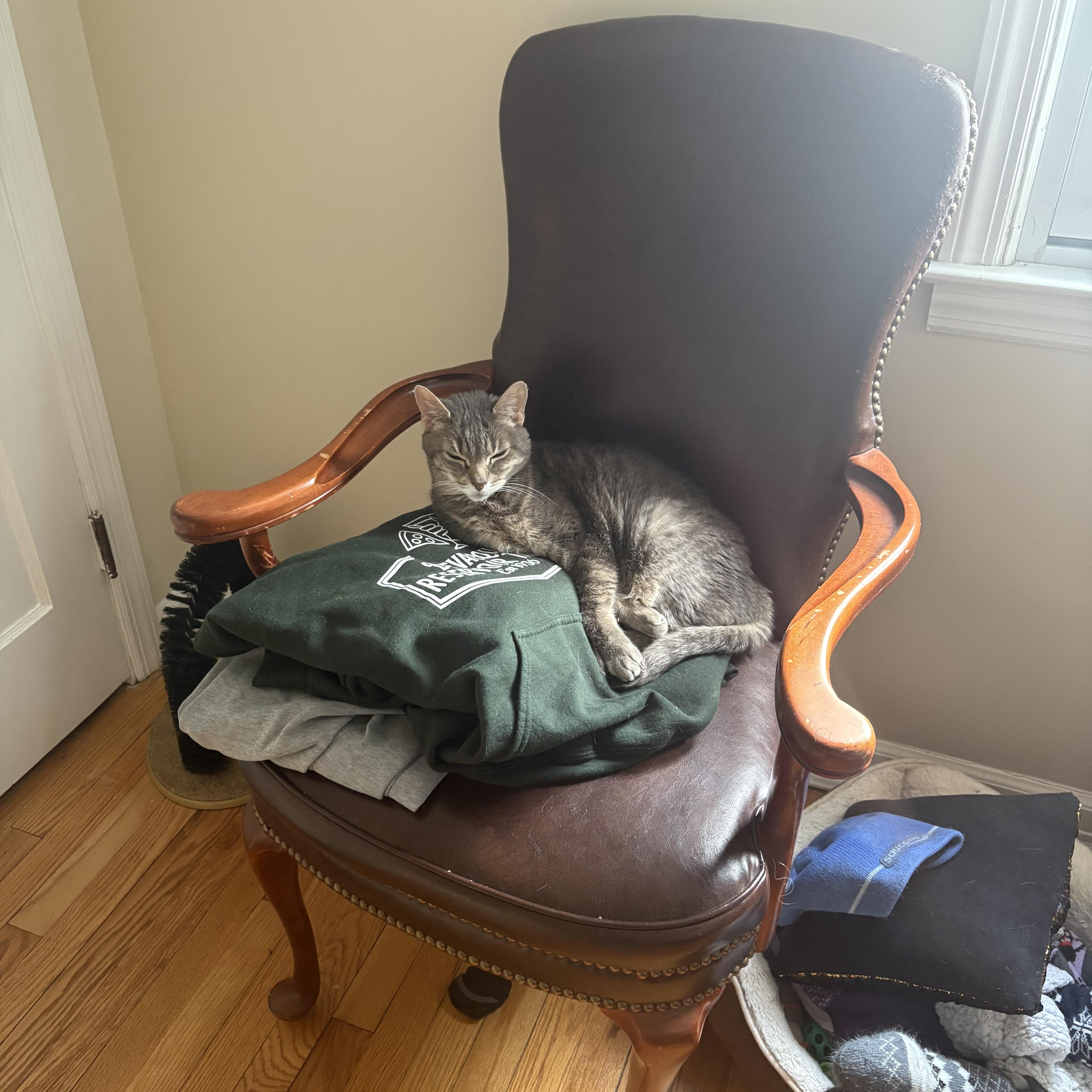 Enlarge Bingo, a ADOPTABLE Domestic Short Hair in New York, NY image 6/6