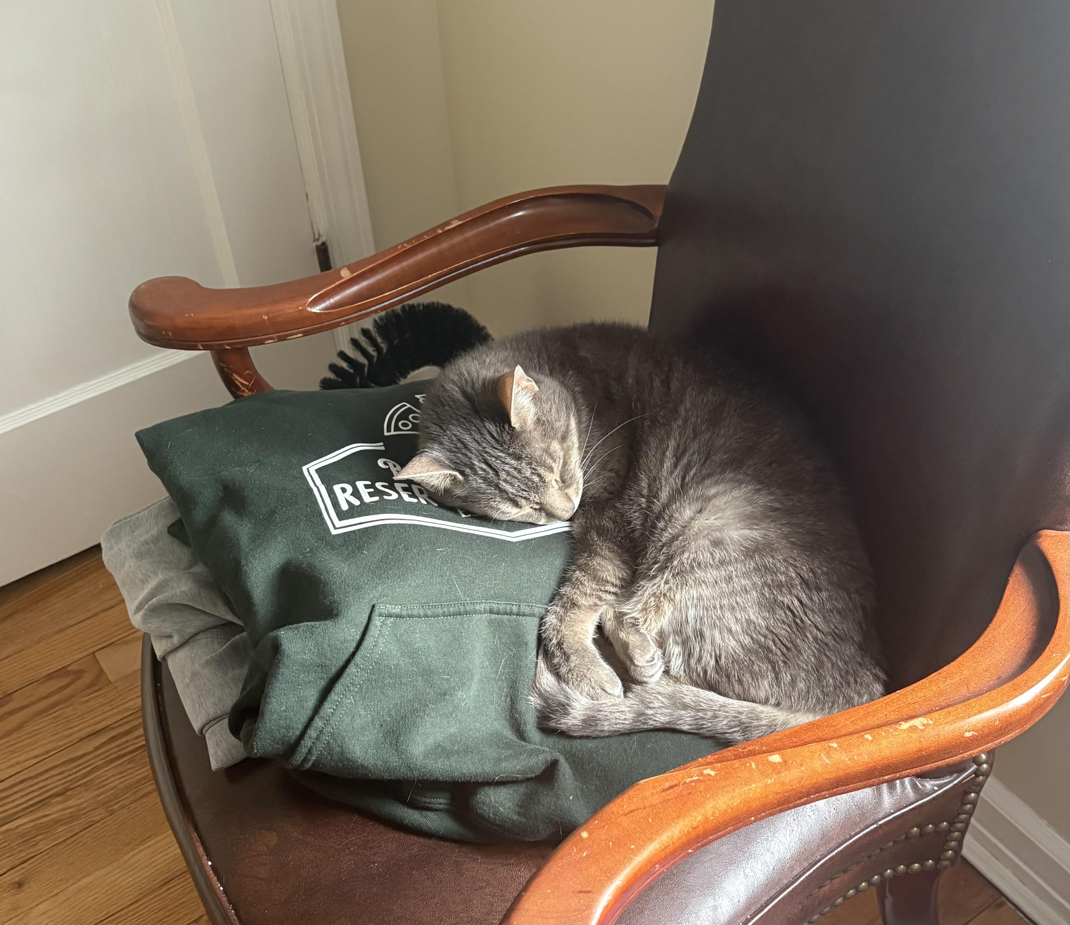 Enlarge Bingo, a ADOPTABLE Domestic Short Hair in New York, NY image 3/6