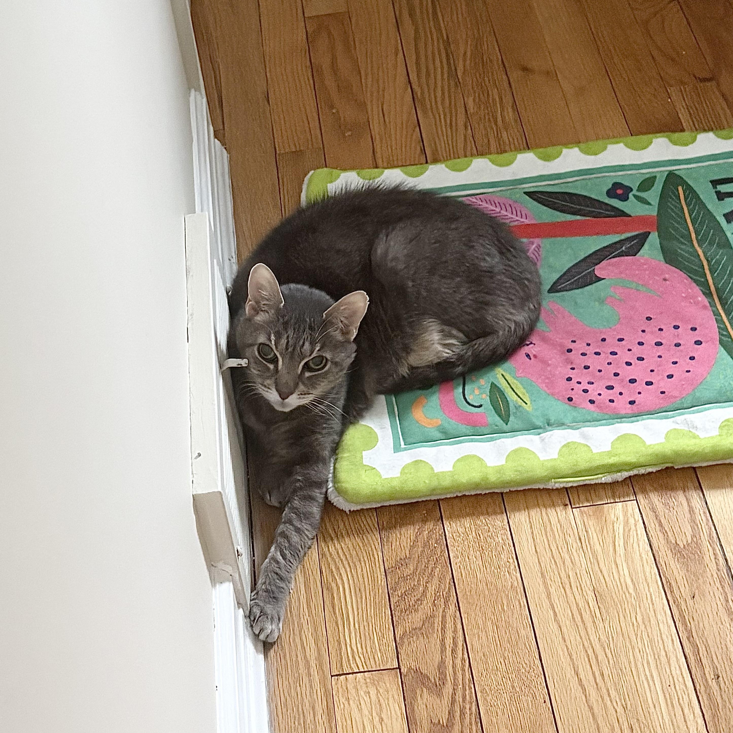 Enlarge Bingo, a ADOPTABLE Domestic Short Hair in New York, NY image 1/6