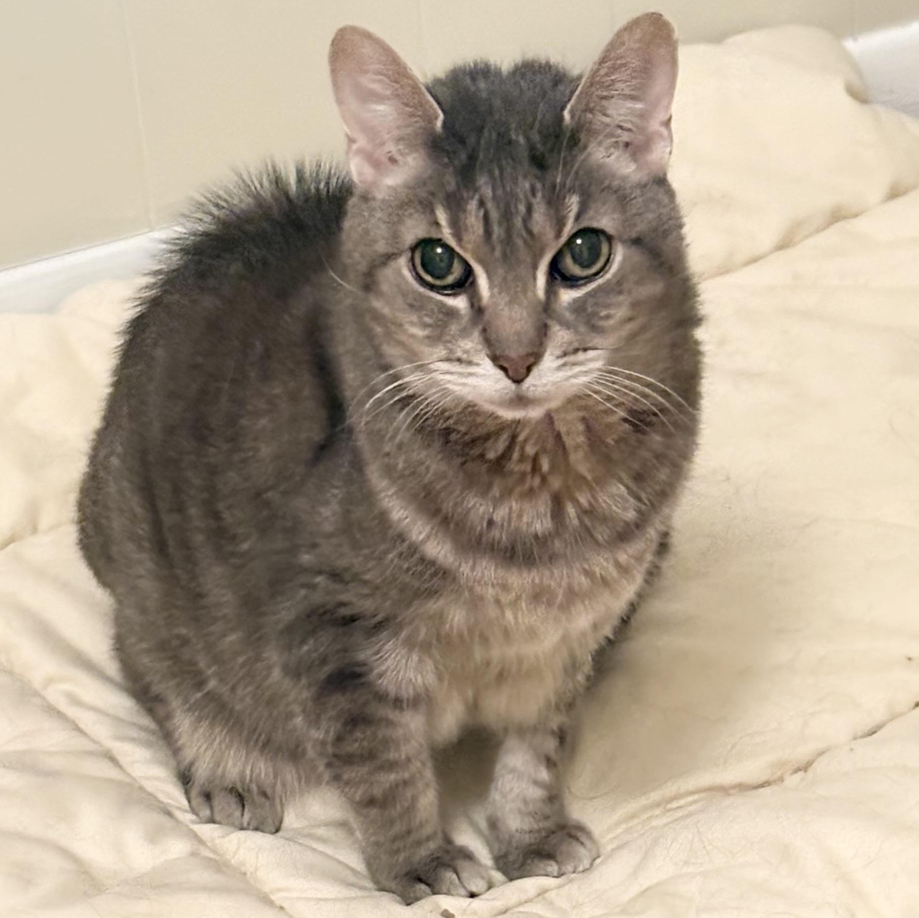 Enlarge Bingo, a ADOPTABLE Domestic Short Hair in New York, NY image 2/6