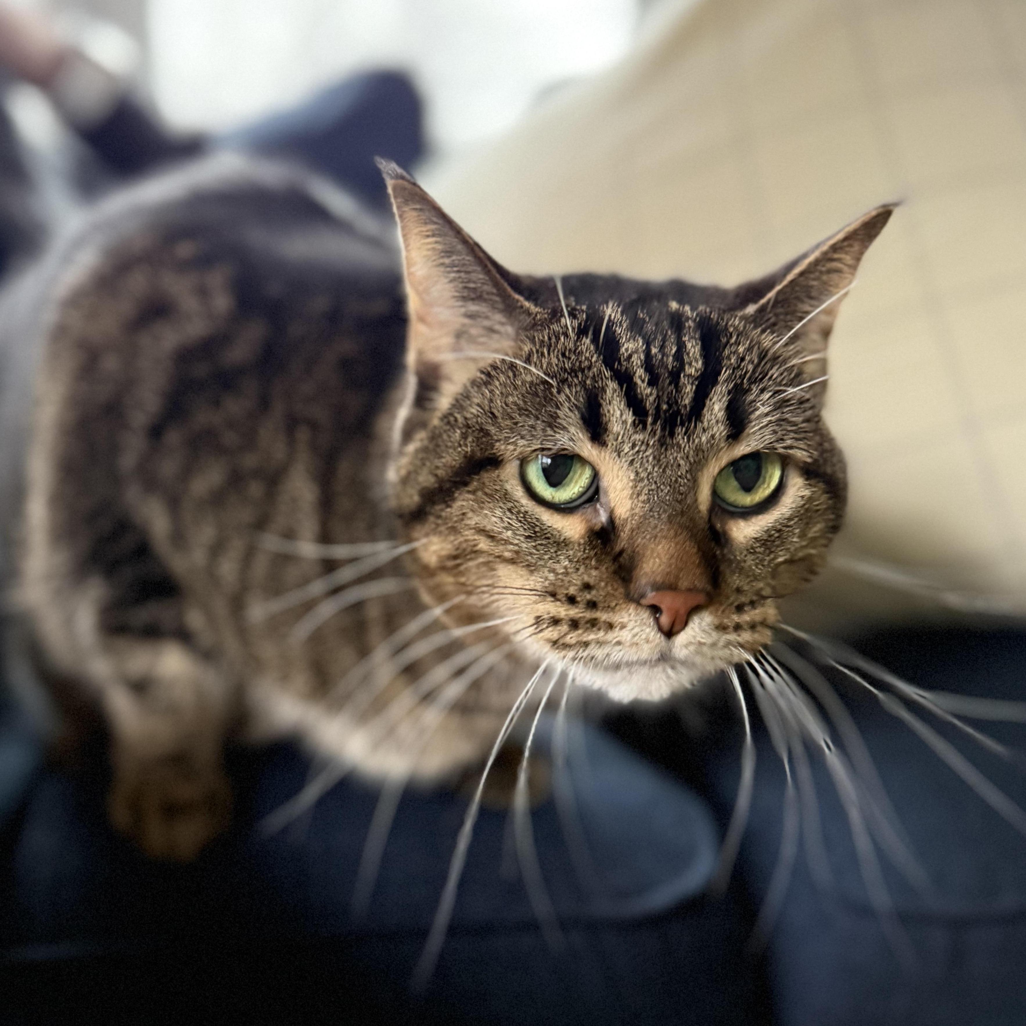 Enlarge Chloe (Sponsored Adopt Fee!), a Adoptable Domestic Short Hair in Lemont, IL image 1/2