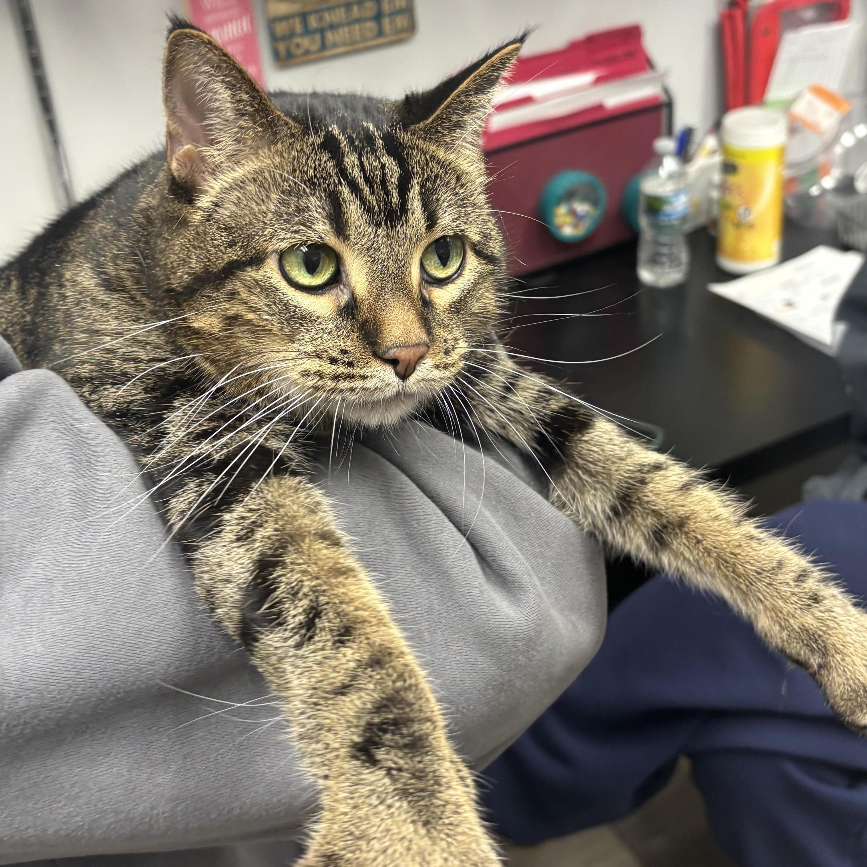 Enlarge Chloe (Sponsored Adopt Fee!), a Adoptable Domestic Short Hair in Lemont, IL image 2/2