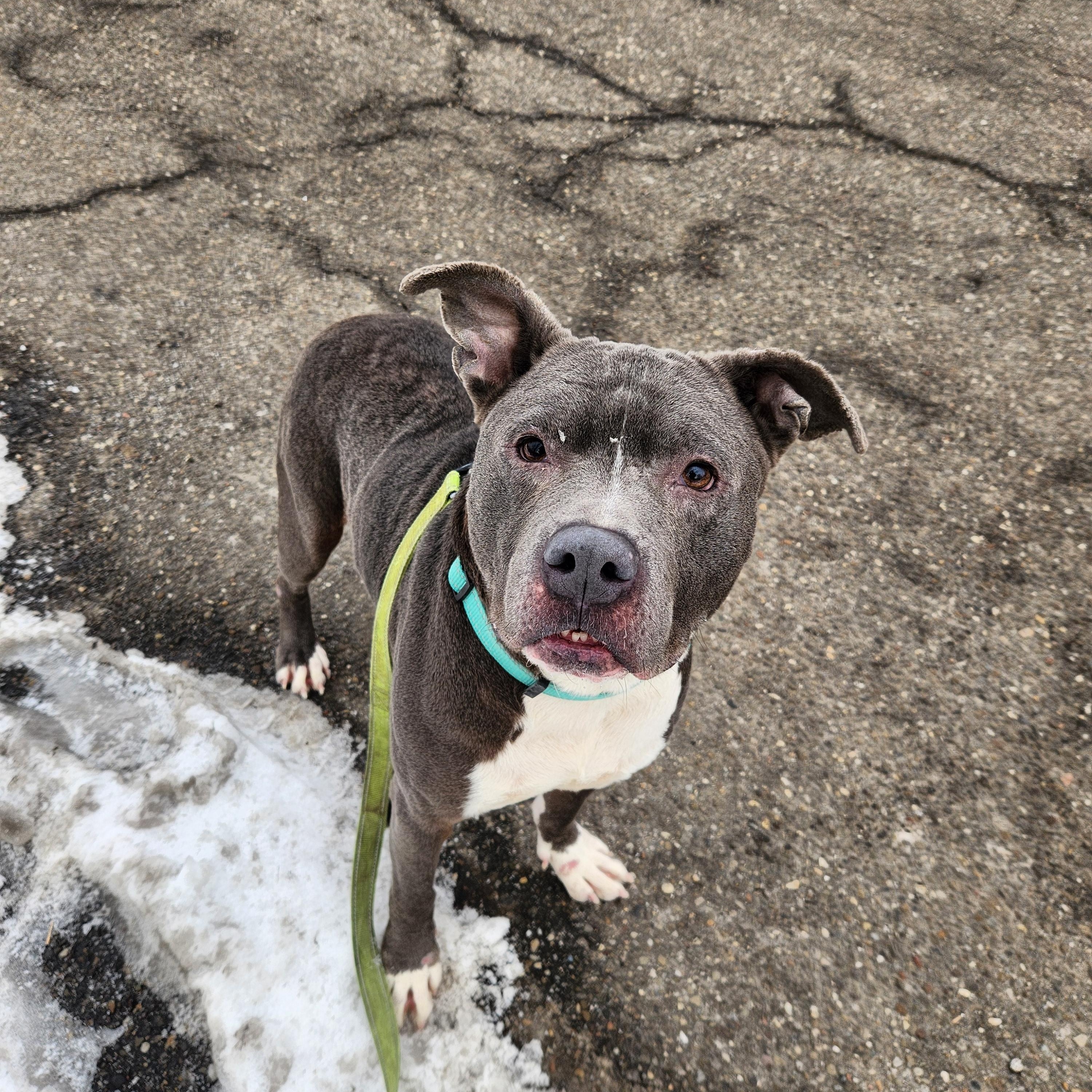 Enlarge Charlie, a ADOPTABLE mixed breed in Warren, OH image 2/3