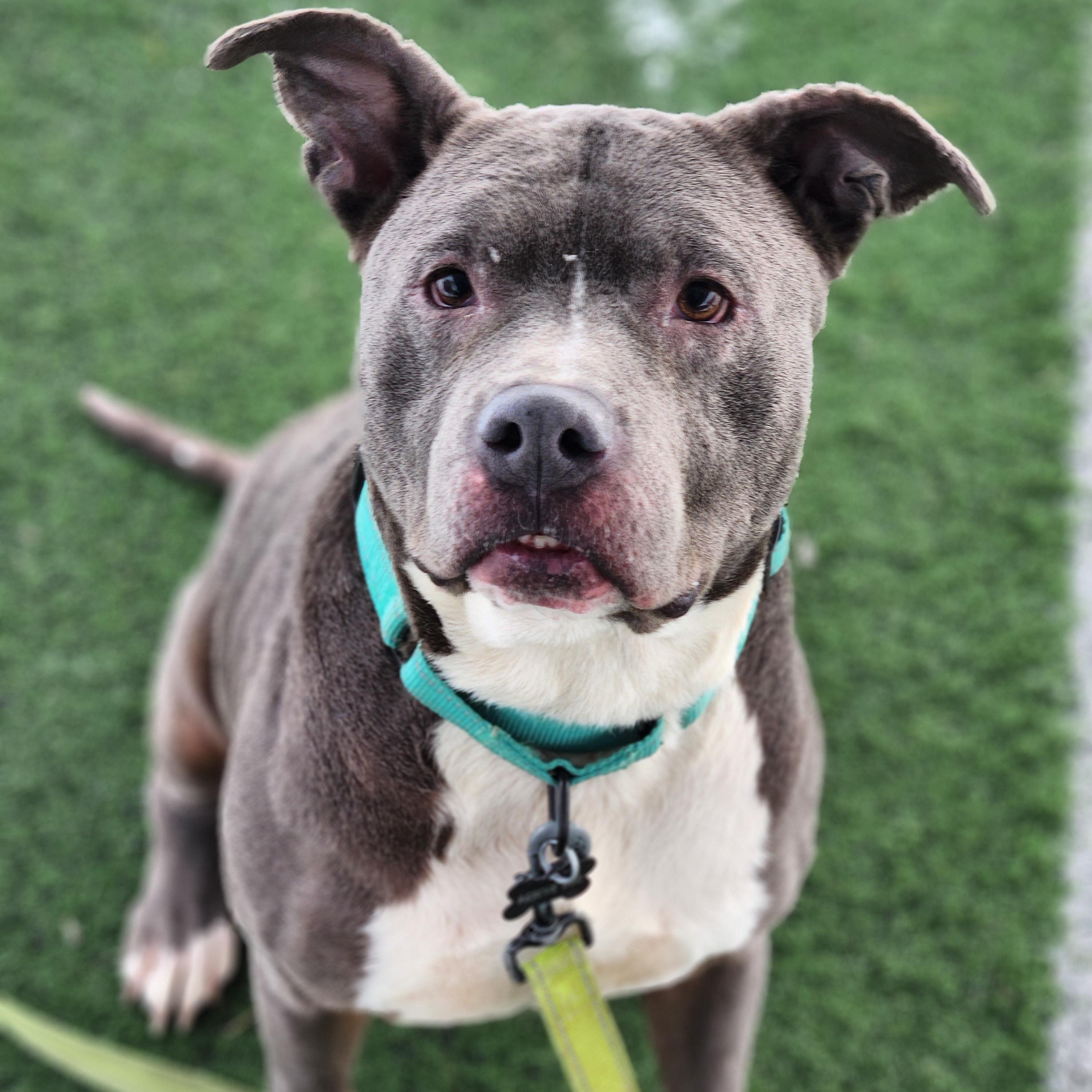 Enlarge Charlie, a ADOPTABLE mixed breed in Warren, OH image 3/3