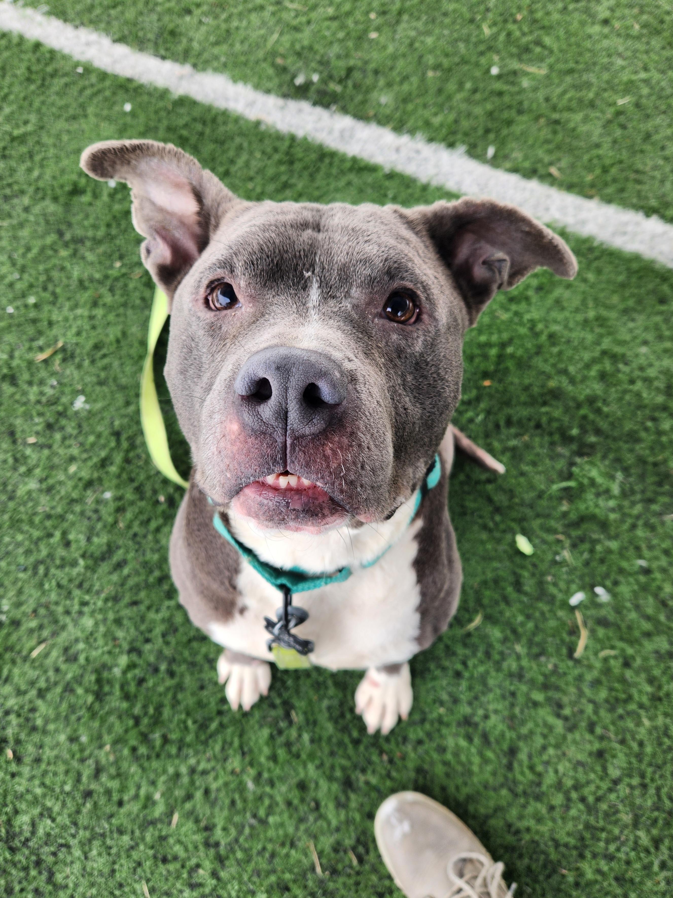 Enlarge Charlie, a ADOPTABLE mixed breed in Warren, OH image 1/3