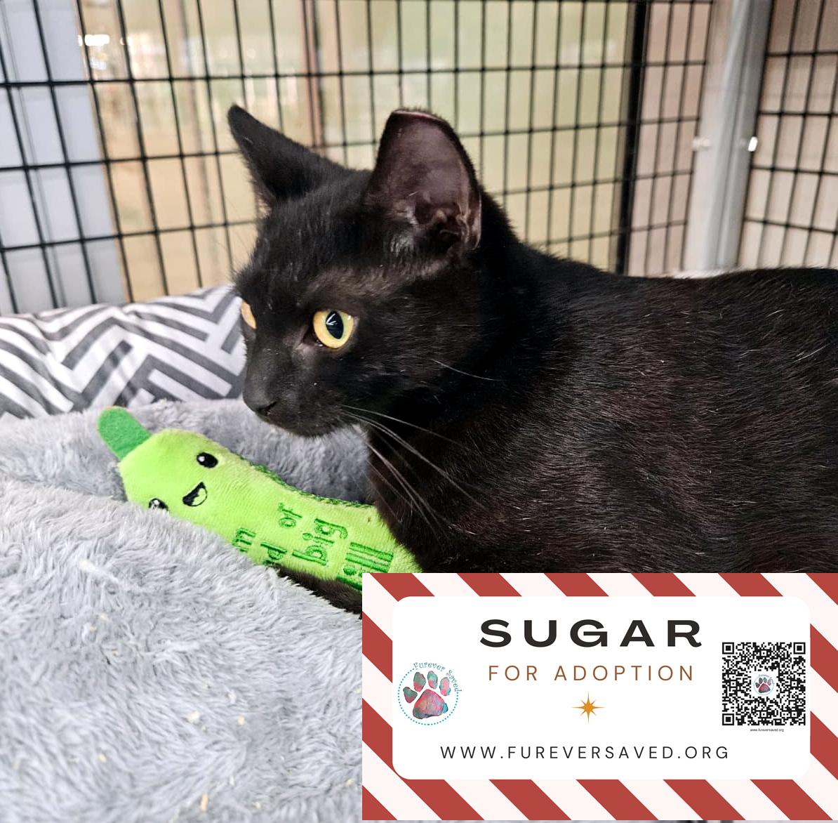 Enlarge Sugar, an adopted Domestic Short Hair in Miami, FL image 2/6