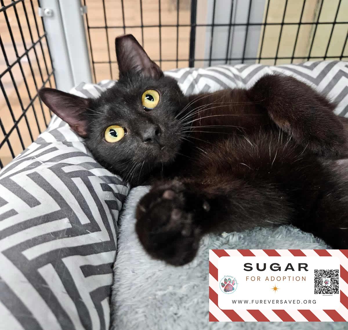 Enlarge Sugar, an adopted Domestic Short Hair in Miami, FL image 5/6
