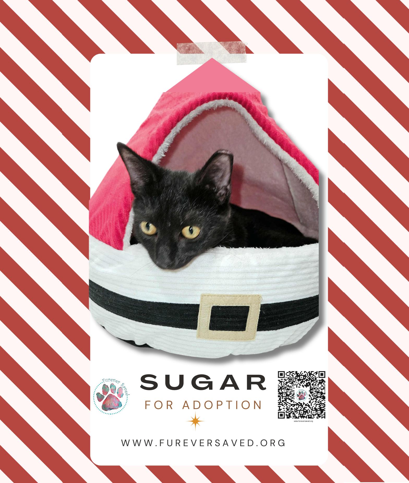 Sugar, adopted, Kitten Female Domestic Short Hair.