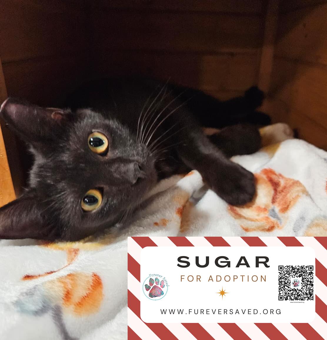 Enlarge Sugar, an adopted Domestic Short Hair in Miami, FL image 3/6
