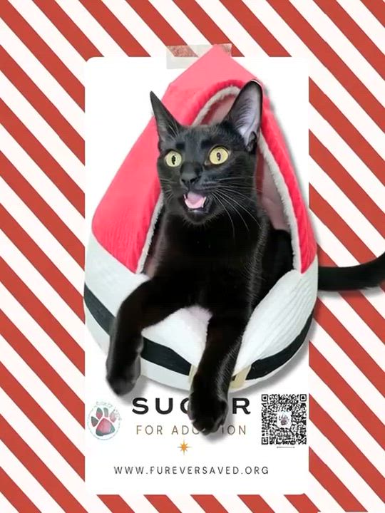 Enlarge Sugar, an adopted Domestic Short Hair in Miami, FL video 6/6