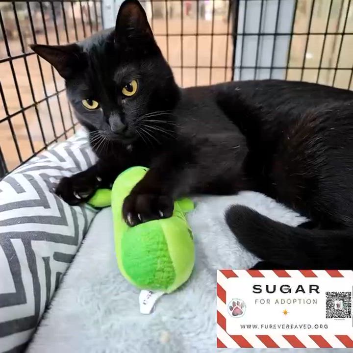 Enlarge Sugar, an adopted Domestic Short Hair in Miami, FL video 4/6