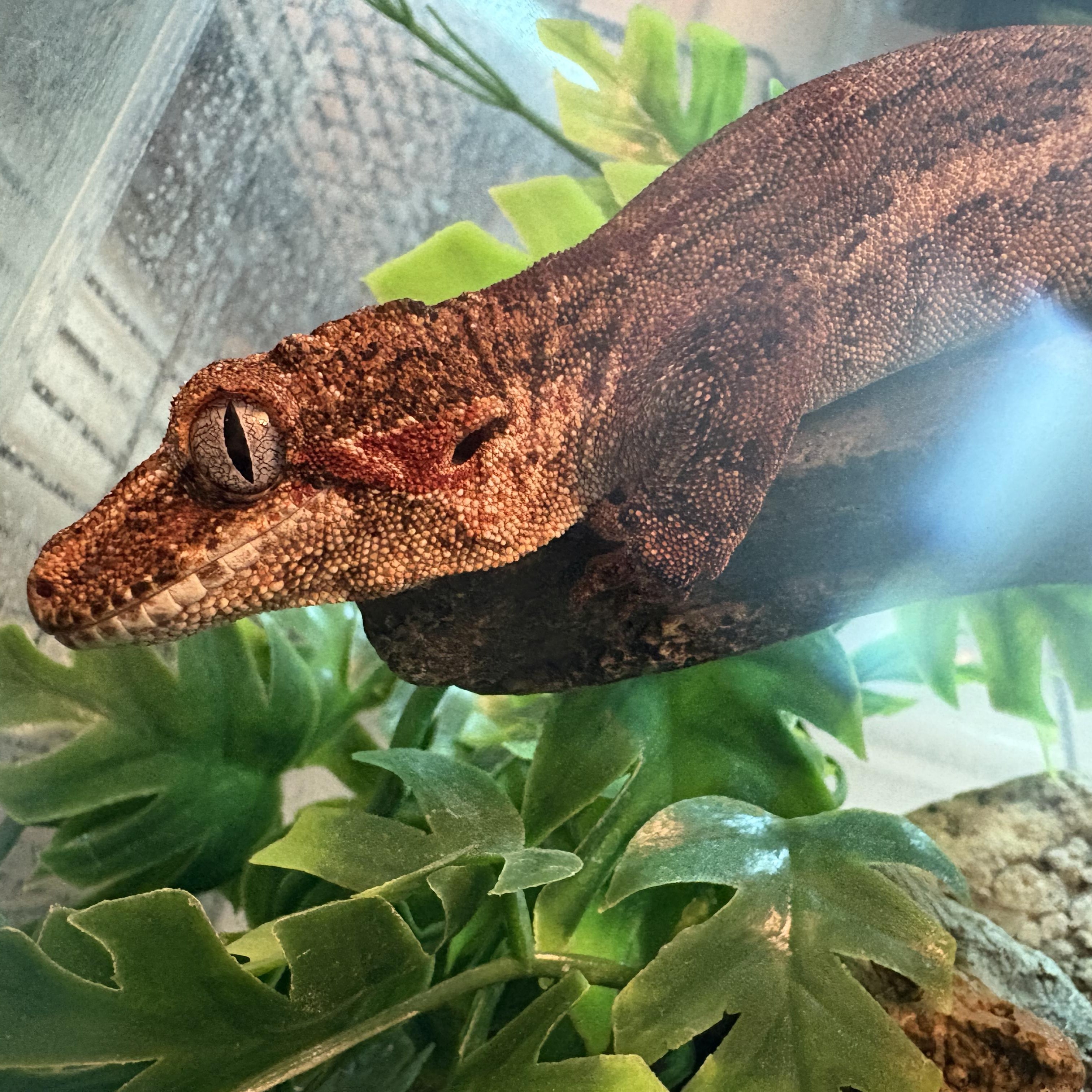 Gargoyle Gecko, Adopted, Adult Female Gecko.