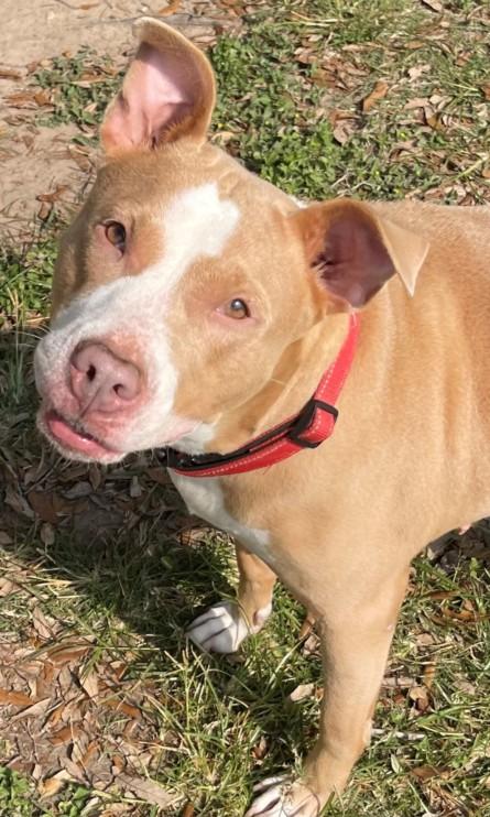 Enlarge GINGER, a Adoptable mixed breed in Texas City, TX image 1/1