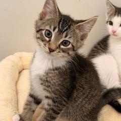 Cossack, ADOPTABLE, Young Male Tabby.